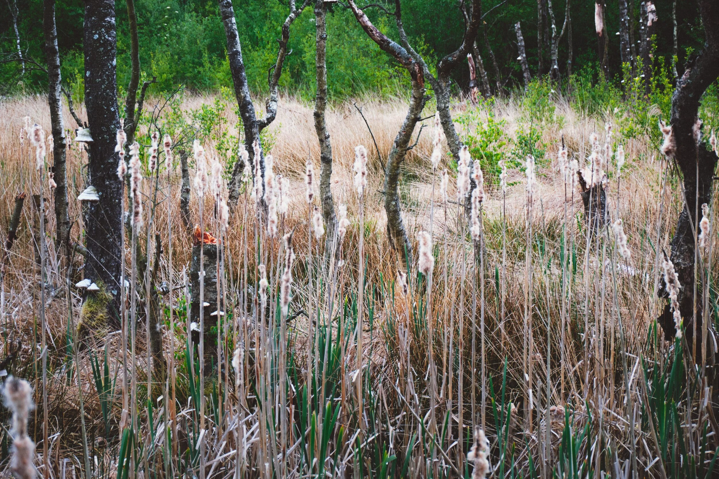  There&rsquo;s also plenty of bulrush, or  Typha latifolia , in the bogs of Foulshaw Moss. By the time we saw them their heads had erupted, leaving these fluffy cotton-like tails everywhere. 