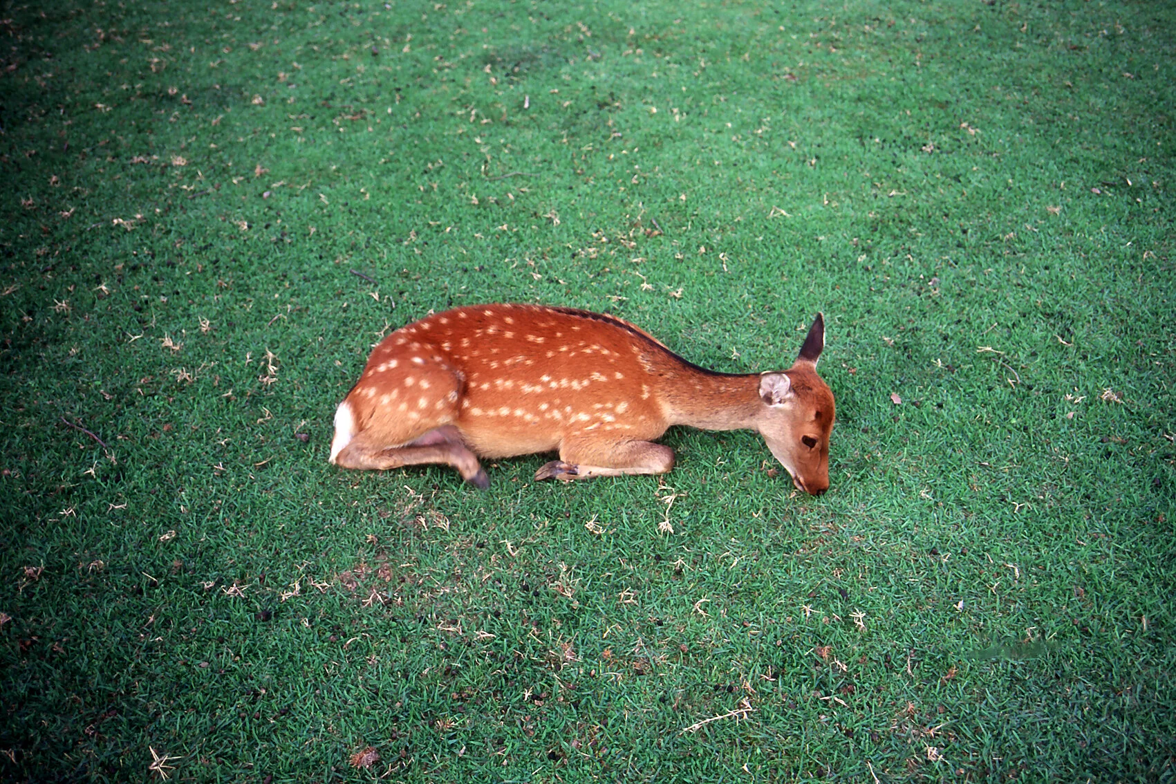  Photo:  Untitled  by  akino ringo  