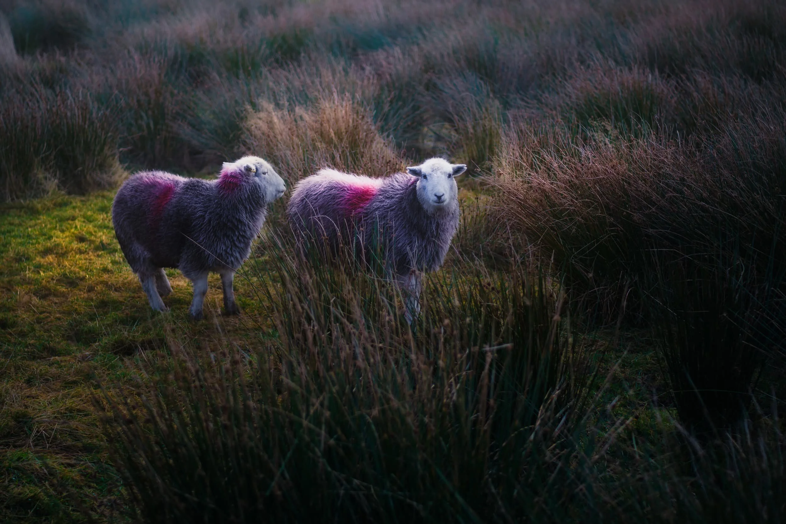 It was prime tupping season in the valley bottom of Great Langdale. Plenty of Herdwick yows (ewes) around with one or two tups (rams) doing their… duty .