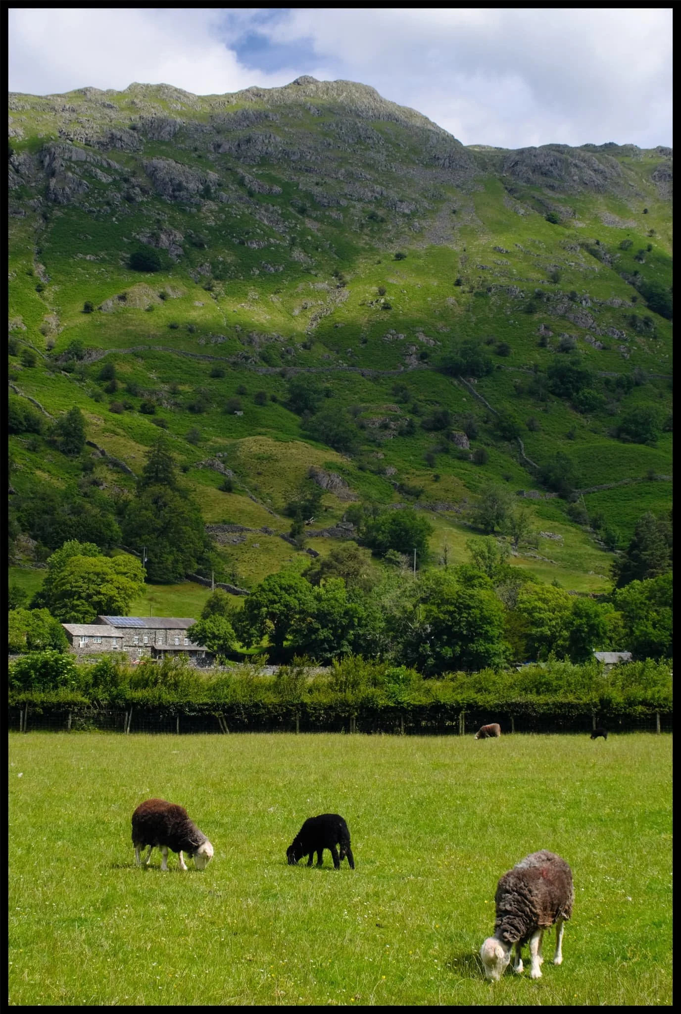  A true Lake District scene: towering craggy fells, stone walls and cottages, green grass, Herdwick sheep. 