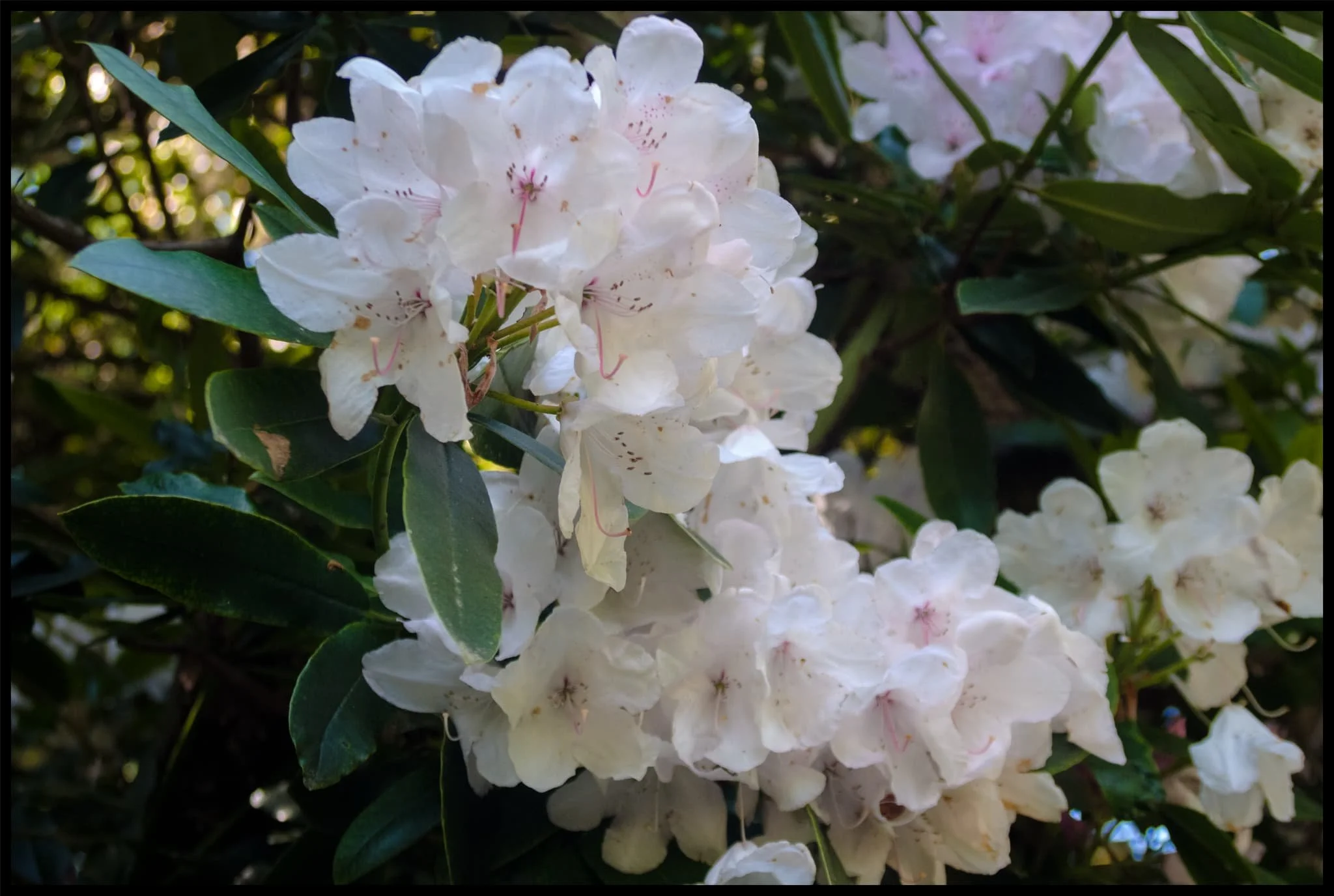  The lane leading to Grisedale is lined with rhododendron. I think this one may be  Rhododendron fauriei . 
