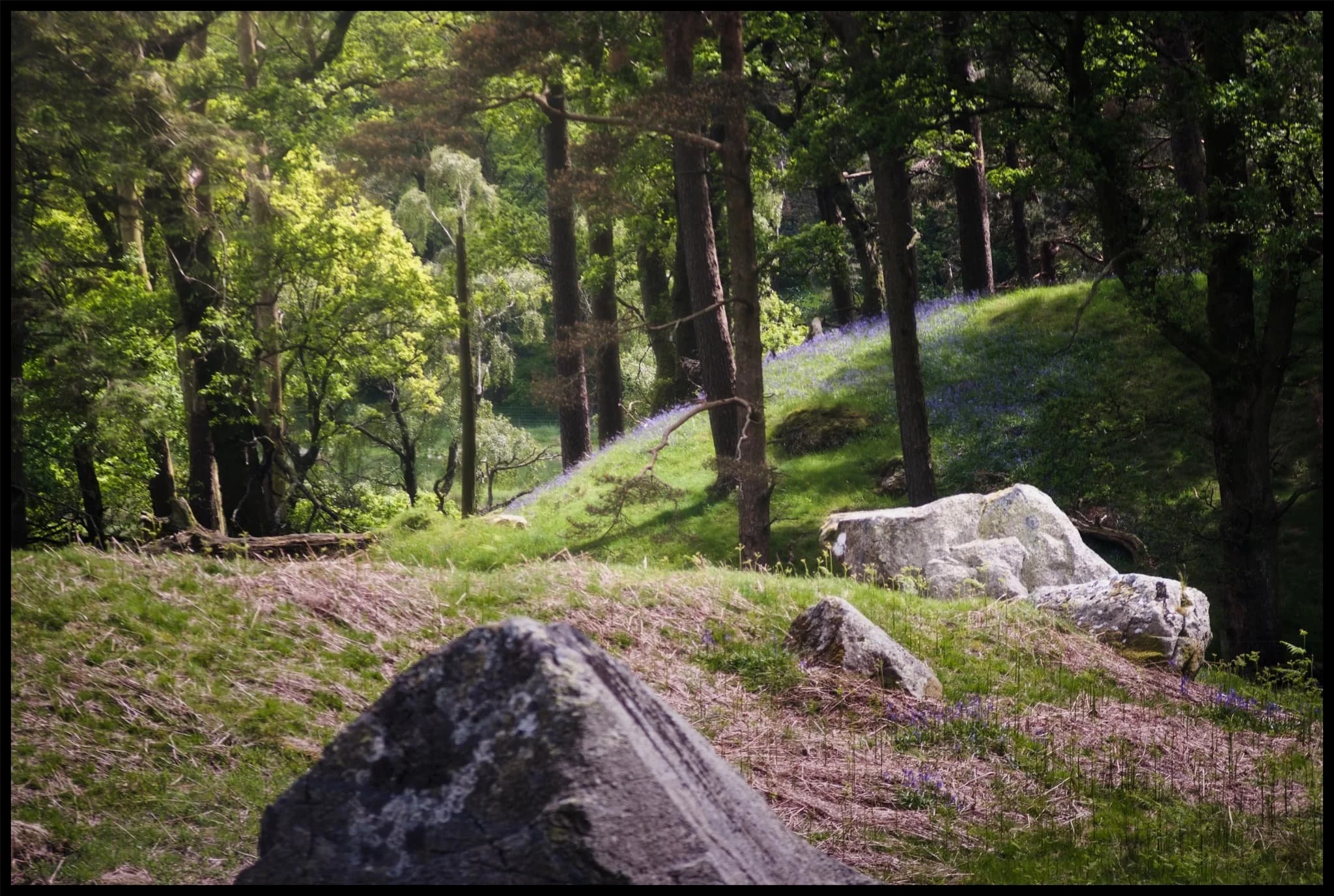  The last of the year&rsquo;s bluebells catching the light inside Broomhill Plantation. 