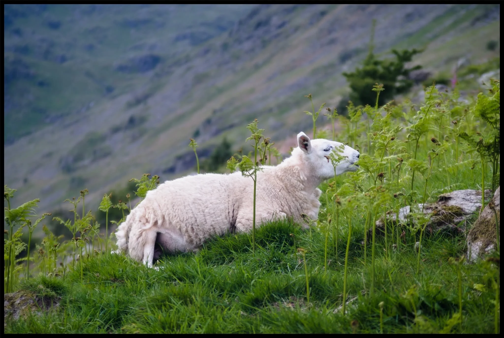  A Texel (?) yew enjoys a rest in the ferns. 