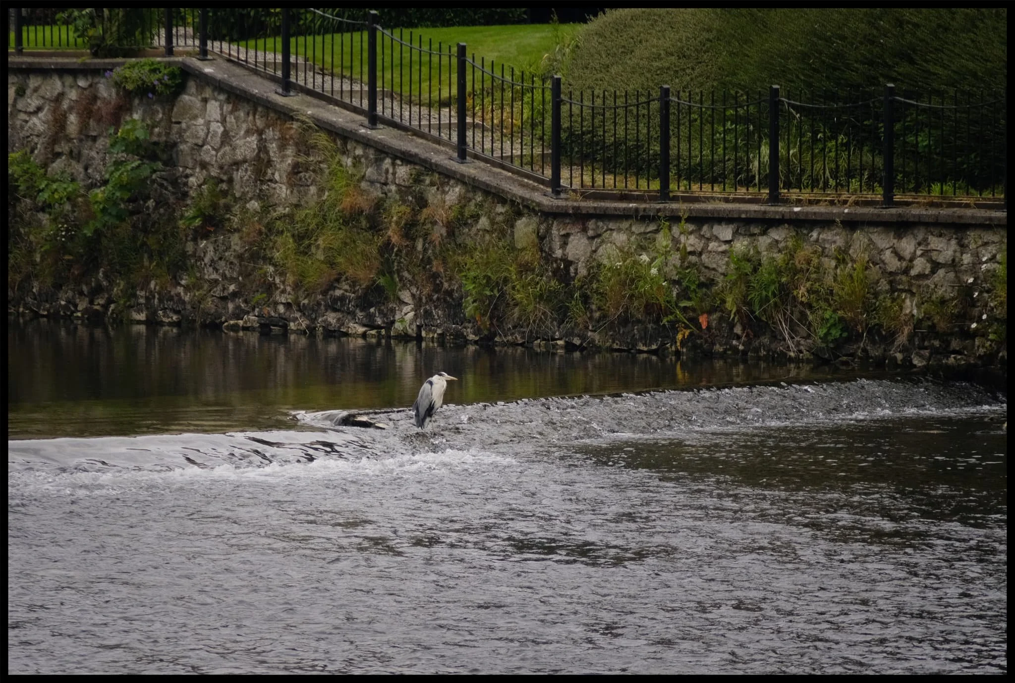  A grey heron ( Ardea cinerea ) standing in the middle of the River Kent, waiting for lunch. I love when they adopt this more &ldquo;hunched&rdquo; stance; sort of makes them look like a grumpy old man in the rain. 