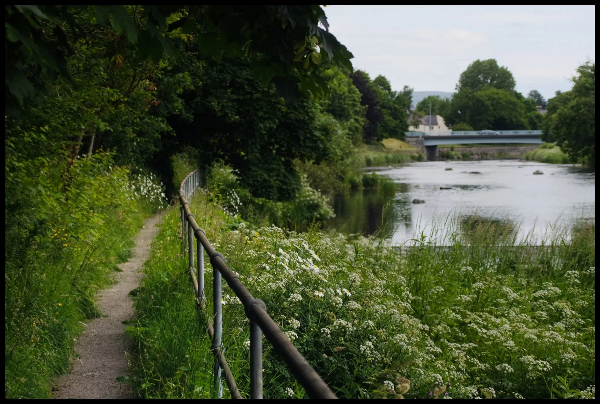  Looking back at the heavily overgrown path I was following all the way to Scroggs Wood. 