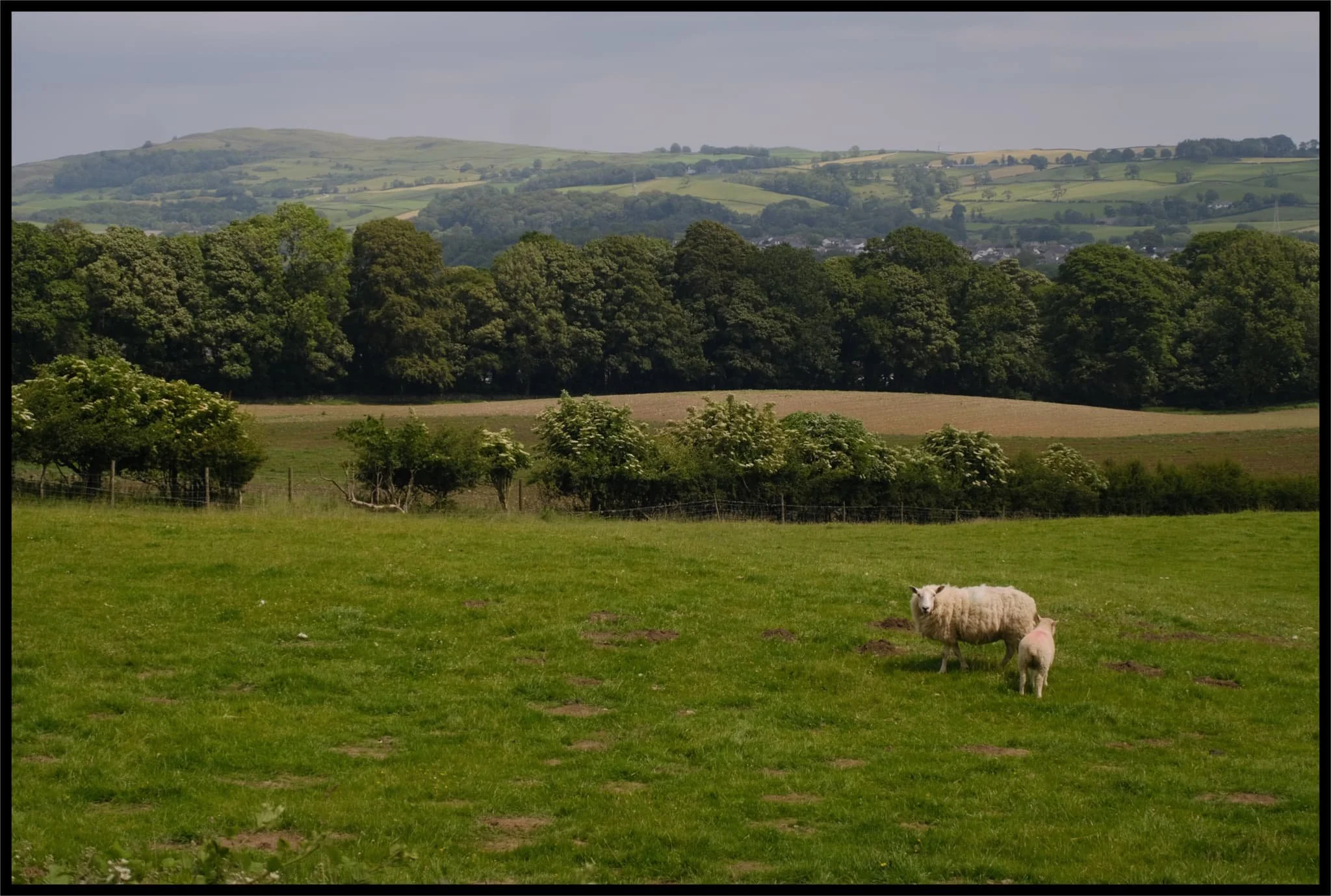  As I near Kendal, this scene reminds me that—in Cumbria—you&rsquo;re never far away from the countryside. 