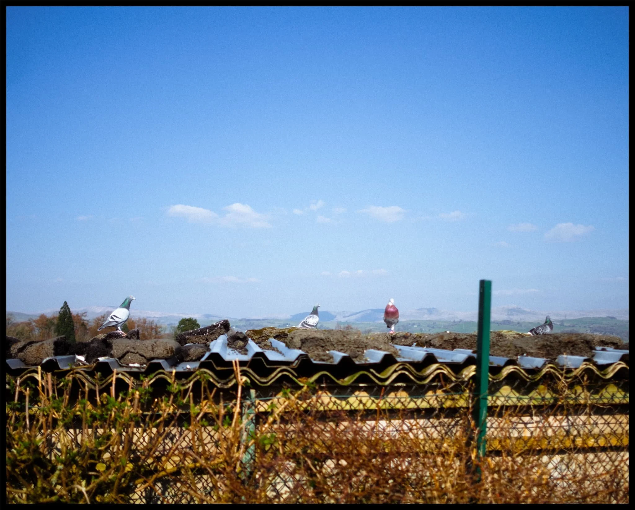  On the Helsfell footpath branching off Queens Road, pigeons are kept as pets, left to freely fly around the area. 