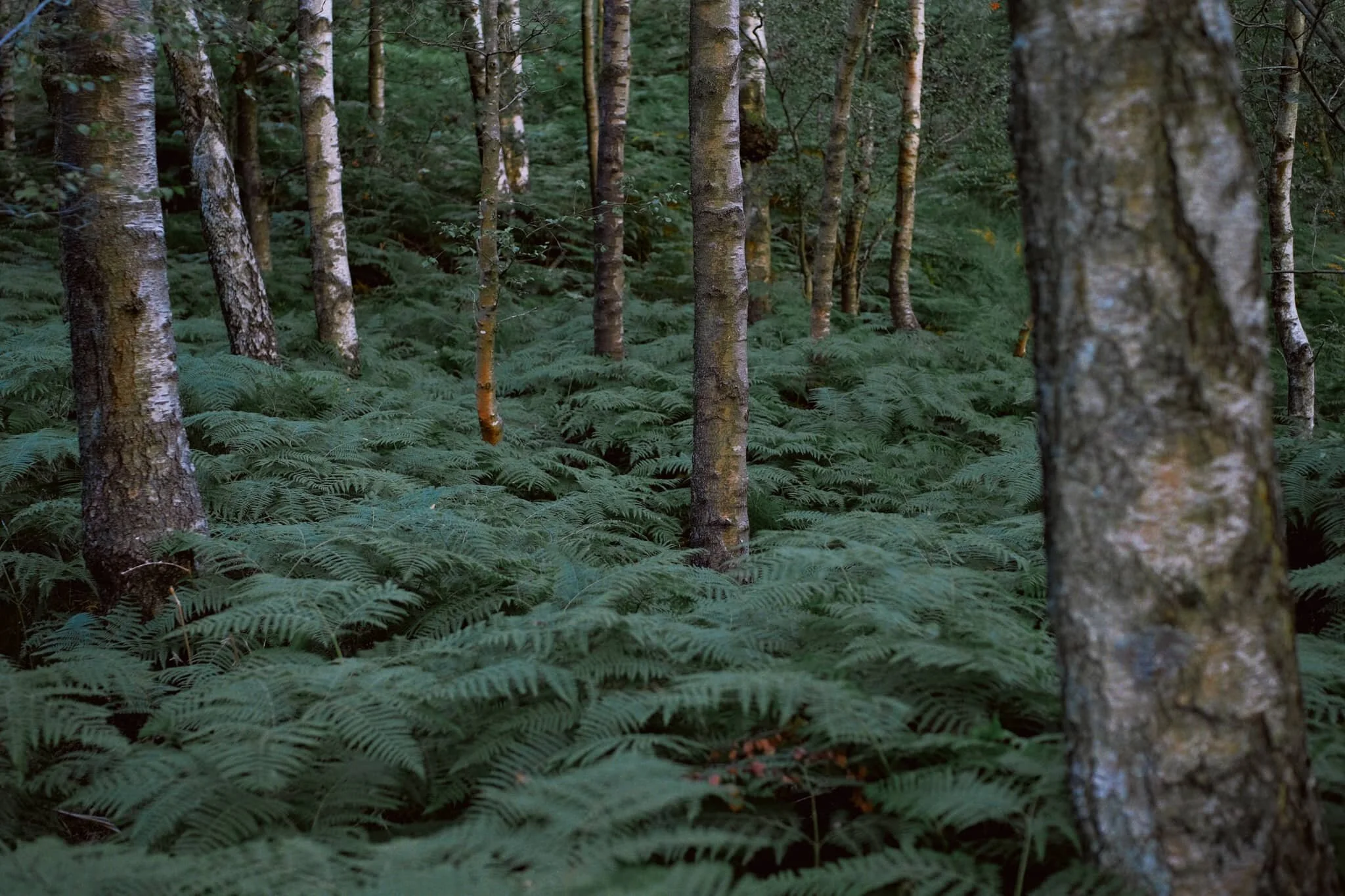  We joined the Holme Fell trail northwards, looking to reconnect with the Smithy Brow bridleway back to the car. Lush carpets of fern everywhere gives a real &ldquo;jungle&rdquo; vibe to this scene. 