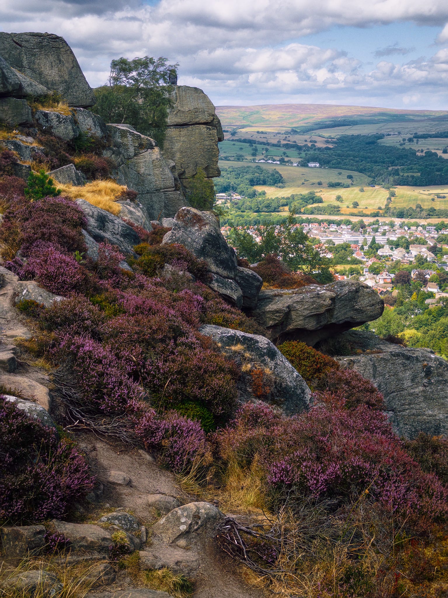 Scrambling up through the Cow & Calf rocks, the late-summer heather quickly becomes abundant. What also catches my eye is the outcrop rock you can see, which to my eye resembles the side profile of a human face.