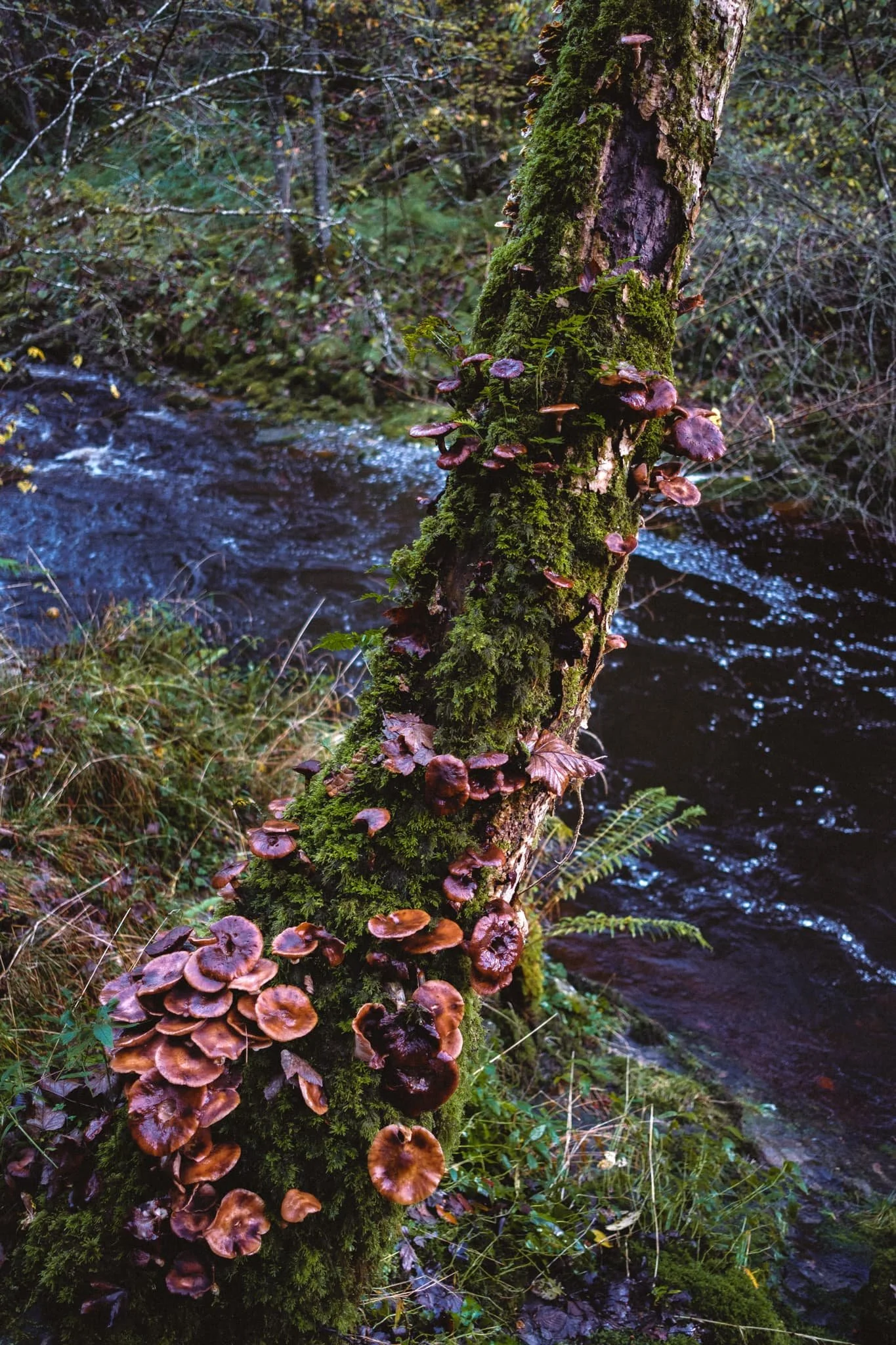  A dead tree trunk completely taken over with a variety of fungi and mushrooms. 