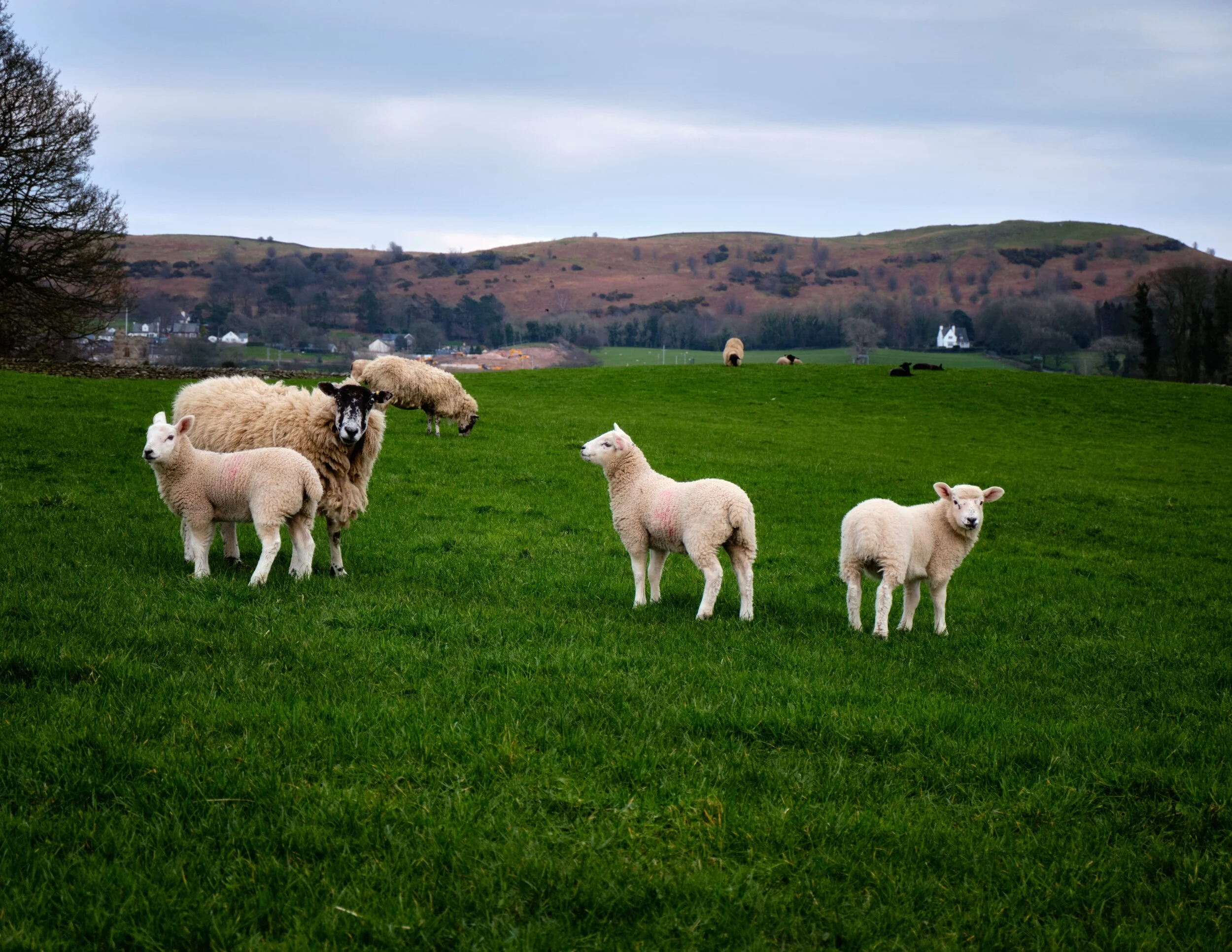  For the highland/fell breeds in Cumbria, lambing typically doesn&rsquo;t start until around the beginning of April. But for the lowland breeds, lambing is in full swing. 