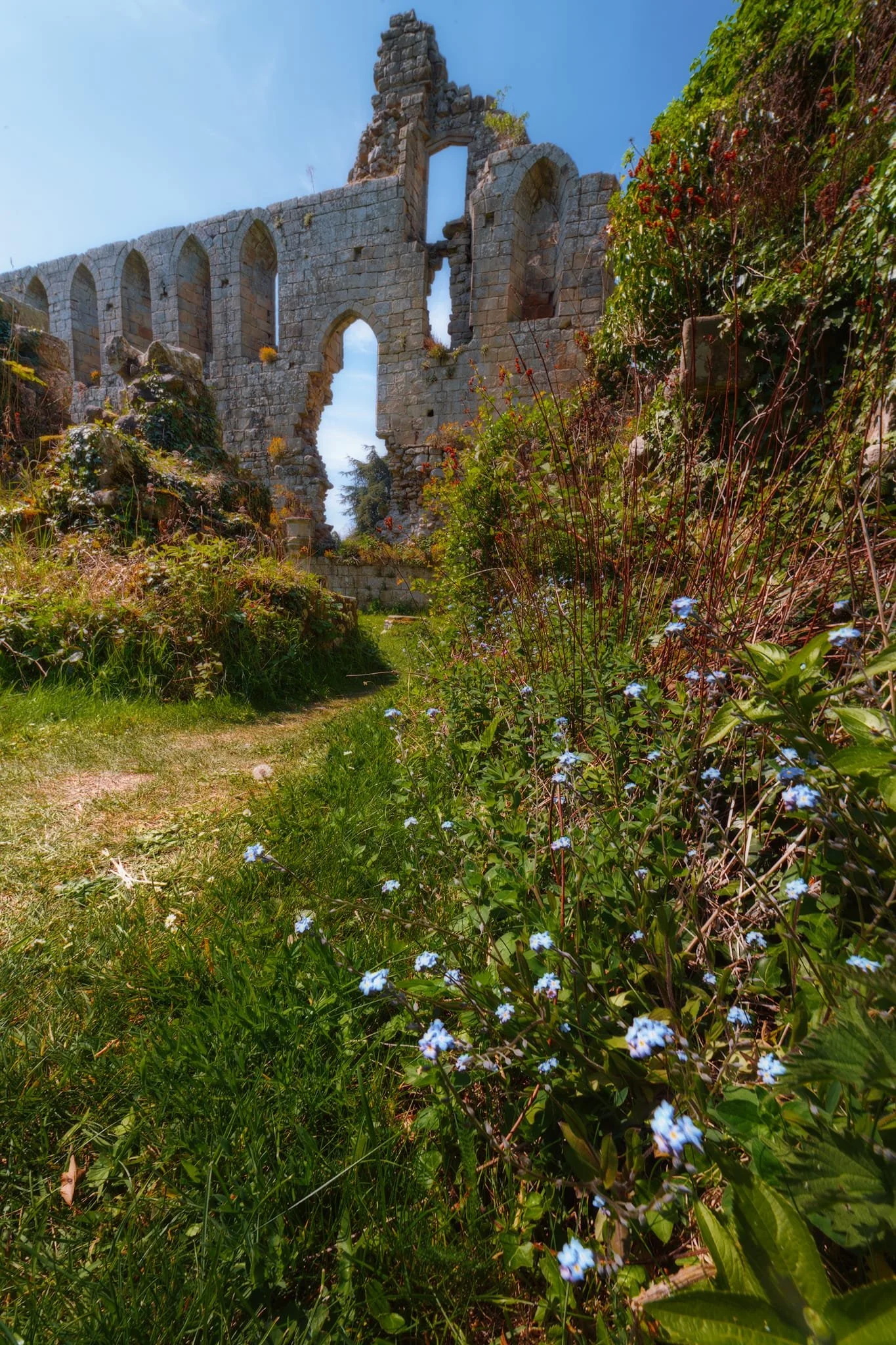  Jervaulx Abbey, unlike a lot of ruined abbeys, is still privately owned. In this instance, they&rsquo;ve decided to let nature reclaim the ruins, which these Field Forget-me-nots ( Myosotis arvensis ) have taken advantage of. 