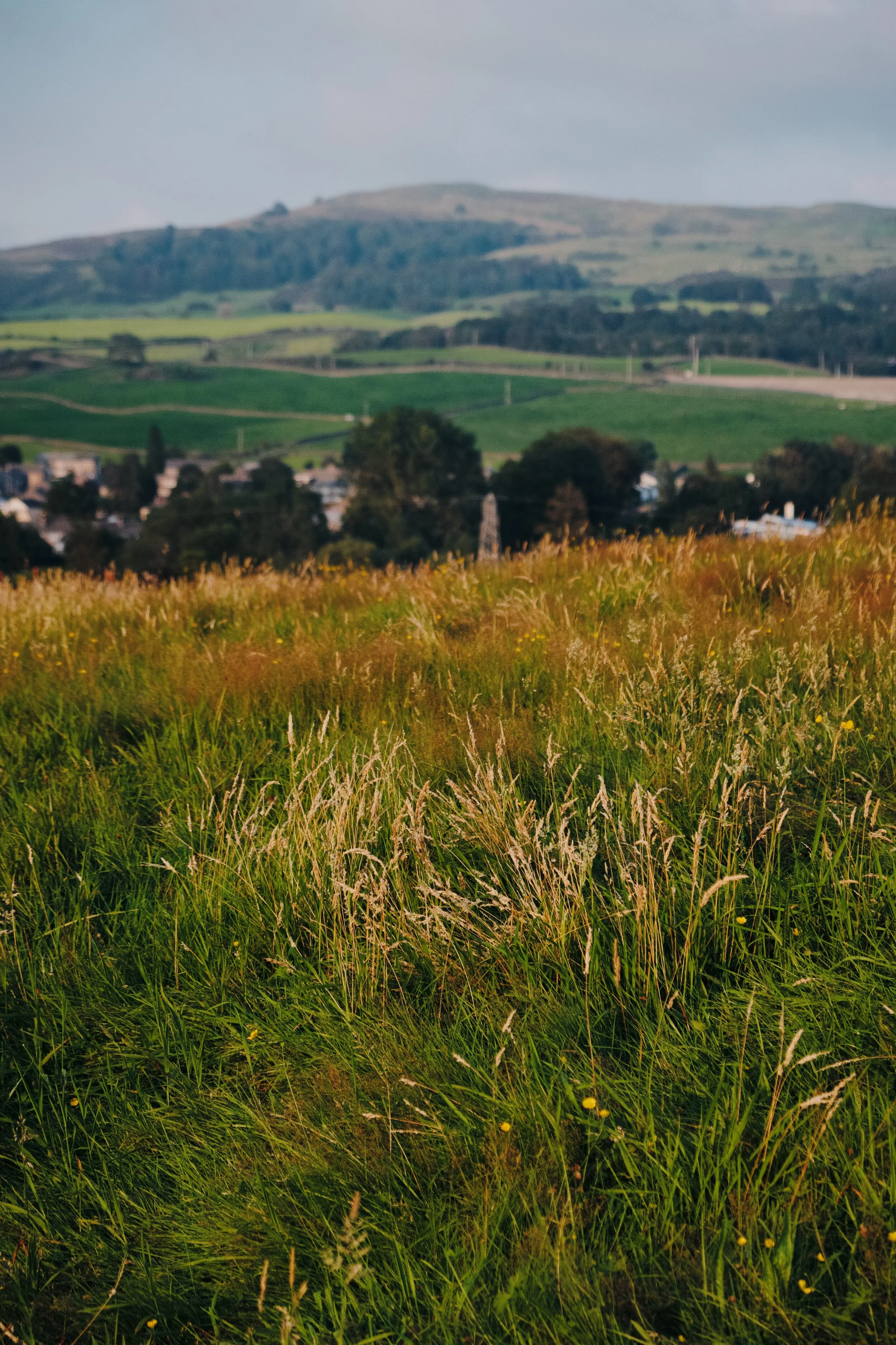  Golden light turns the grass a beautiful amber colour. 