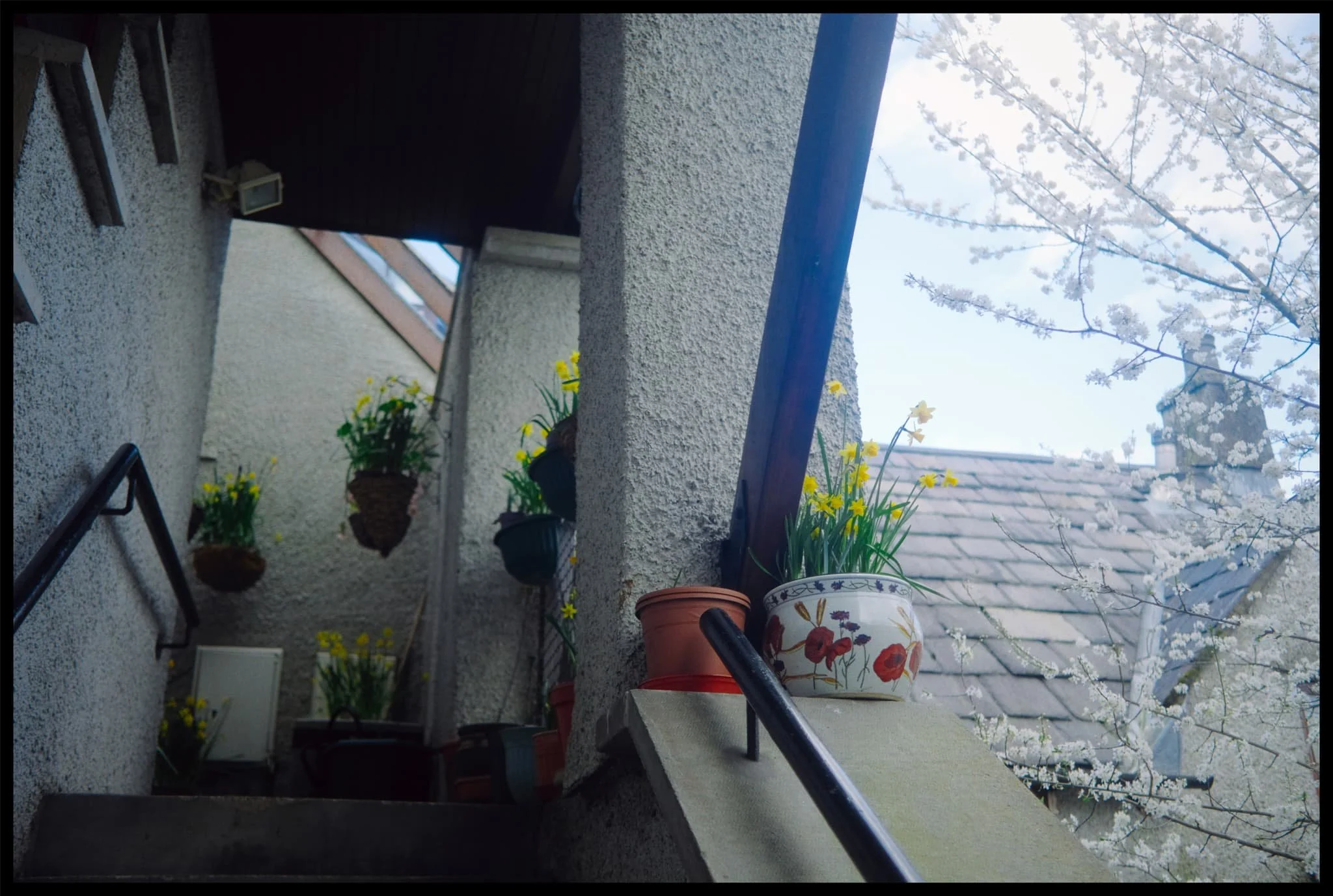  The neighbour&rsquo;s daffodils are all blossoming beautifully. 