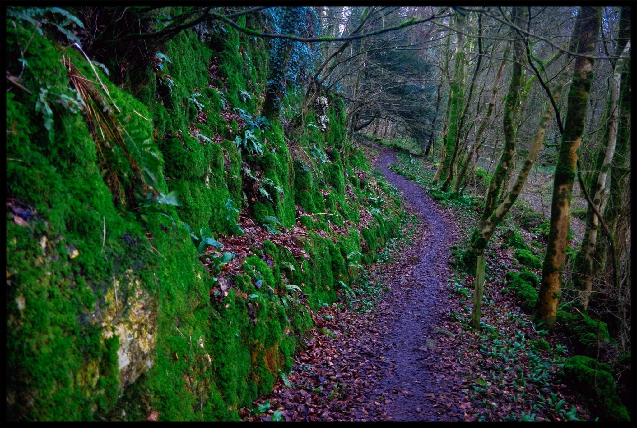  The way through the woods to Kendal Fell. 