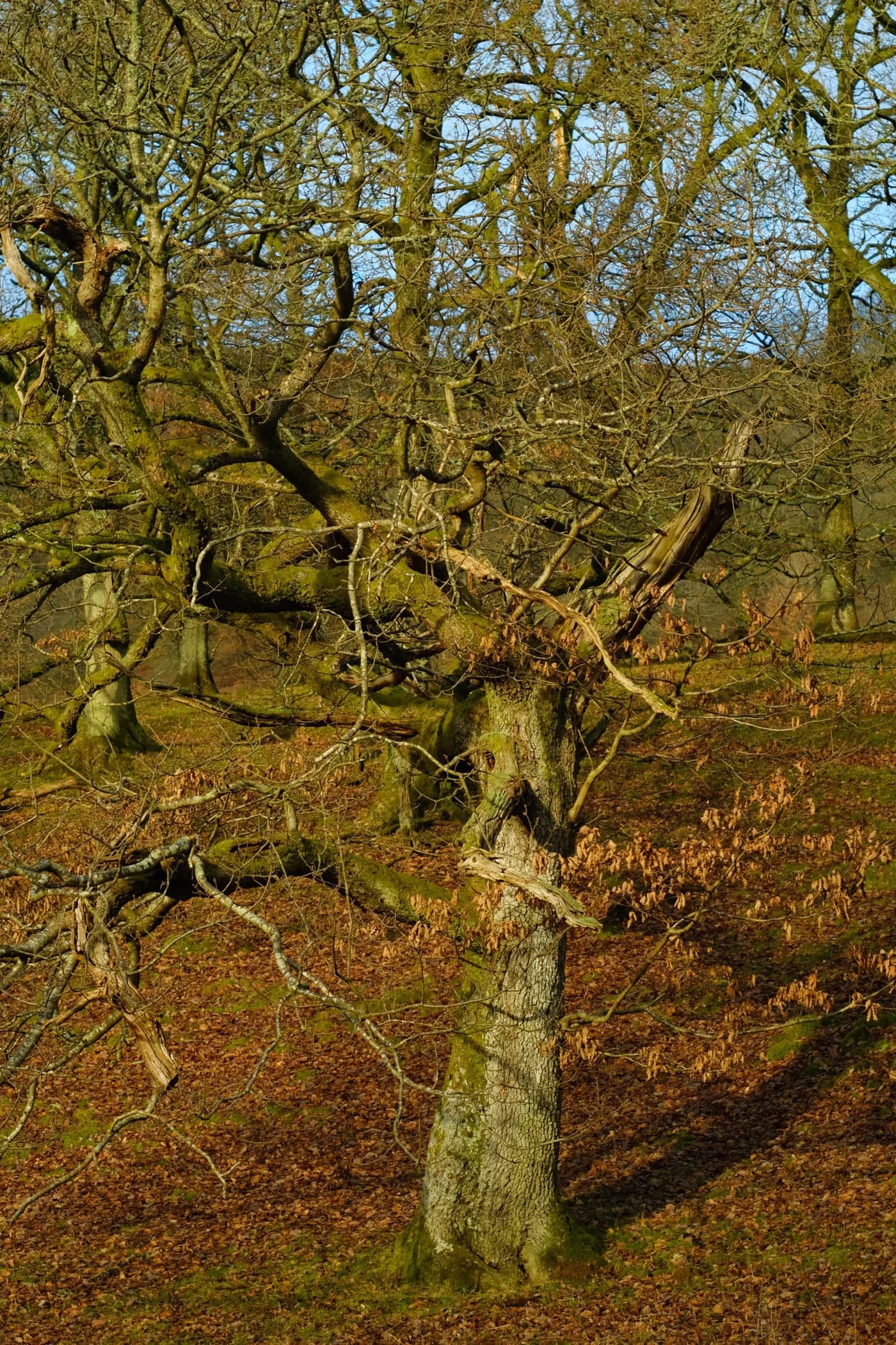  Overall, I can heartily recommend this trail. I look forward to returning in the spring and summer, when there&rsquo;s more wildlife and flora about. 