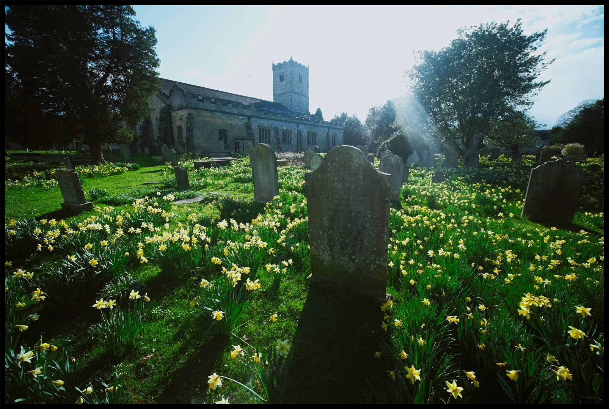  And, at this time of year, the cemetery grounds of St. Mary&rsquo;s are  covered  in a variety of daffodils. 
