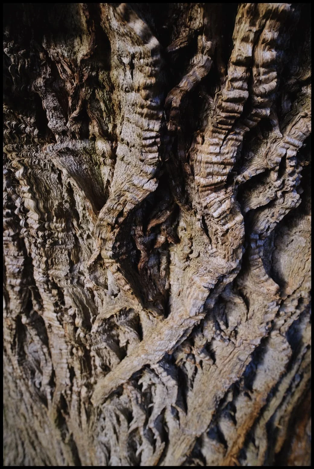  It&rsquo;s not often I do close-up compositions using my ultra-wide lens, but the texture on this tree just called for it. 