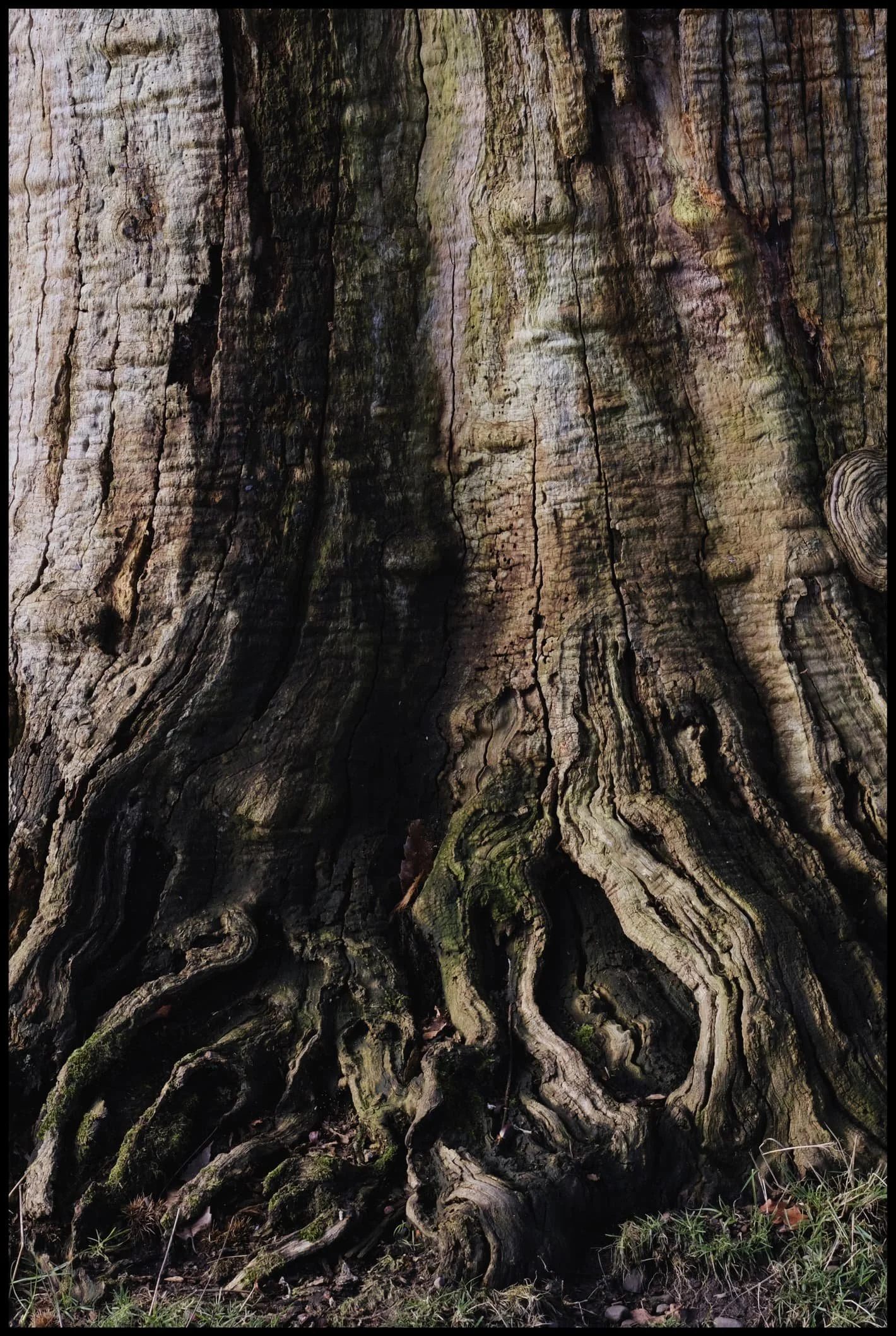  The base and roots of another tree gave me Sleepy Hollow vibes. 