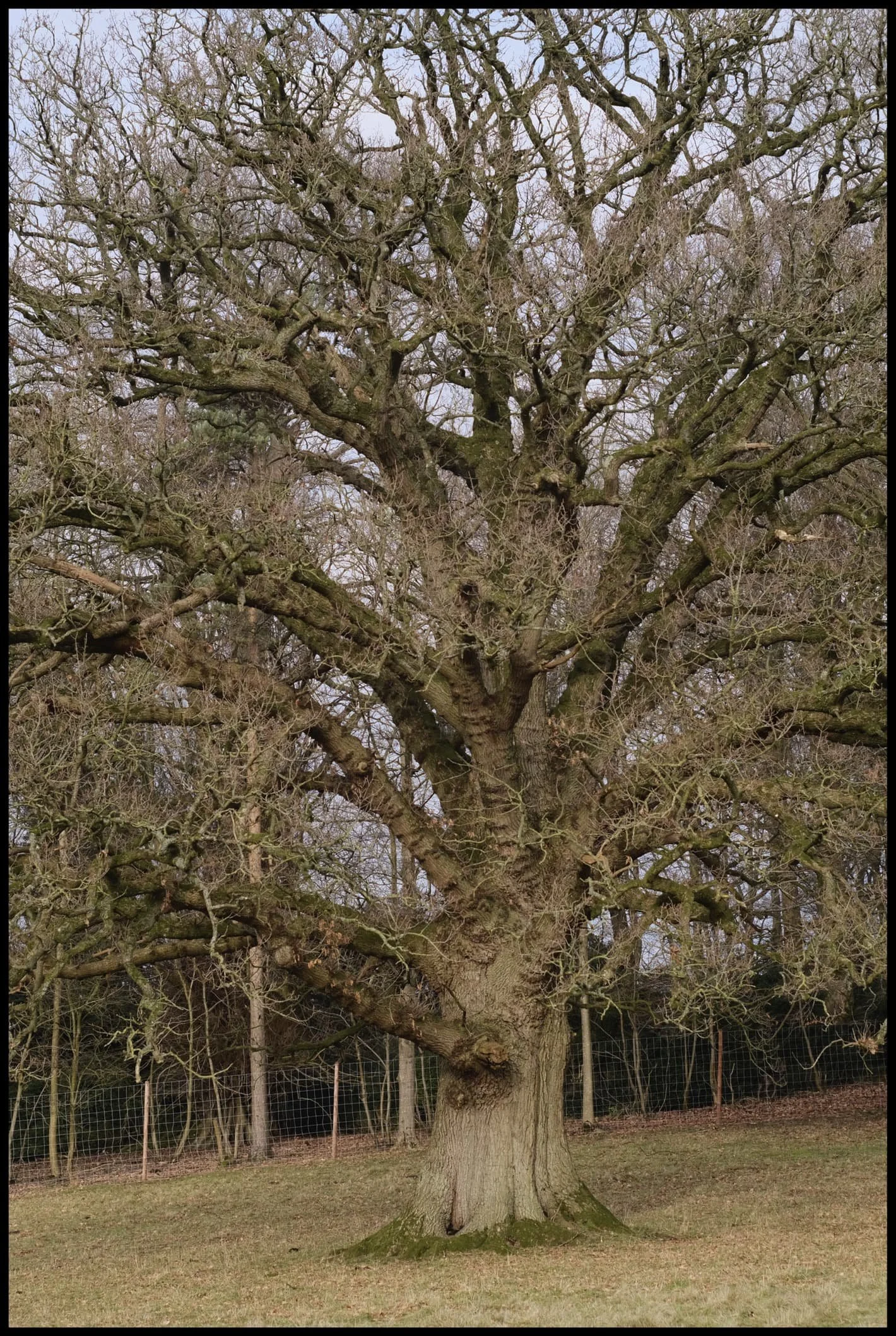  With their leaves gone, it felt to celebrate the overall shape and &ldquo;personality&rdquo; of each tree. 
