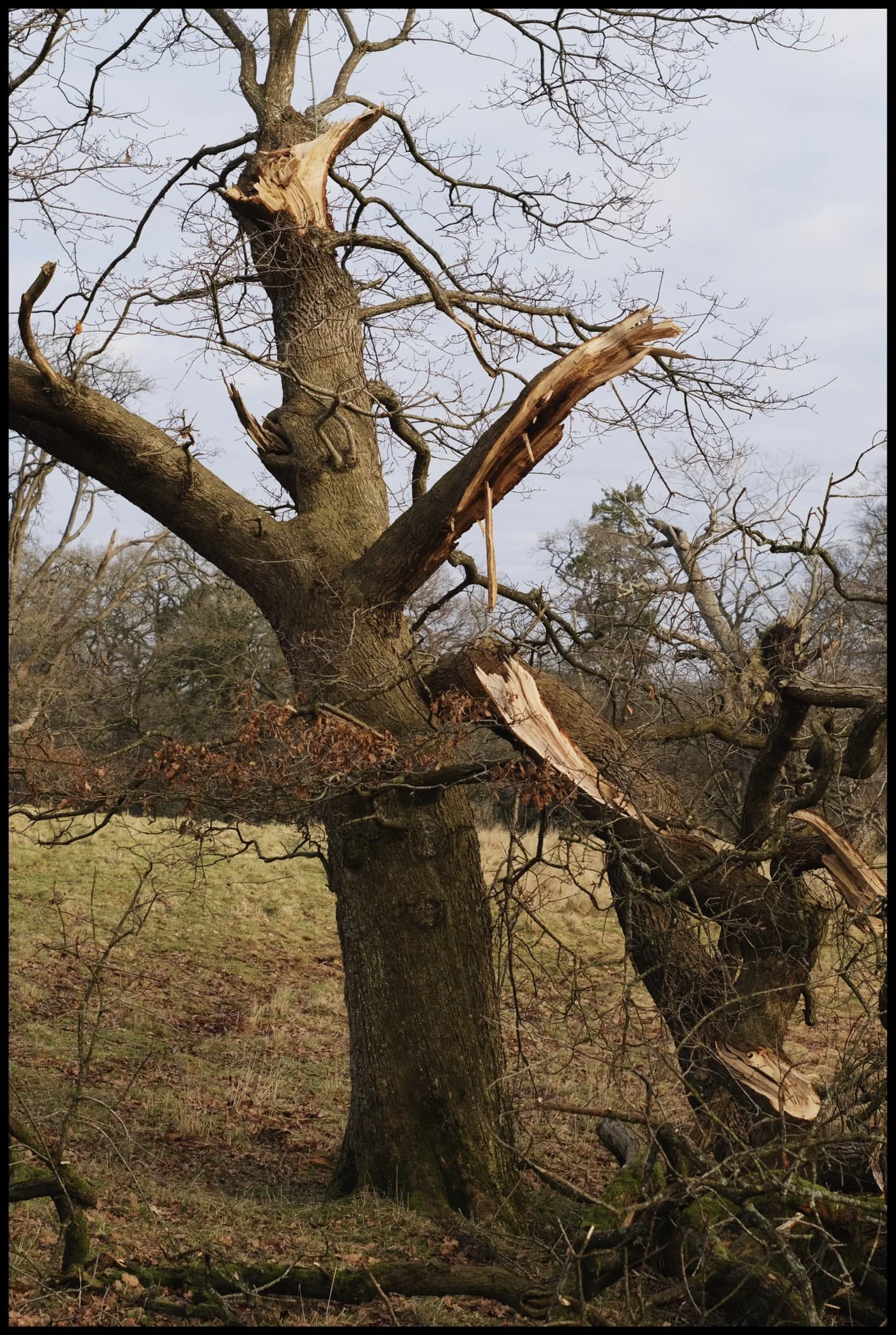  One of many Storm Arwen casualties around the park. 