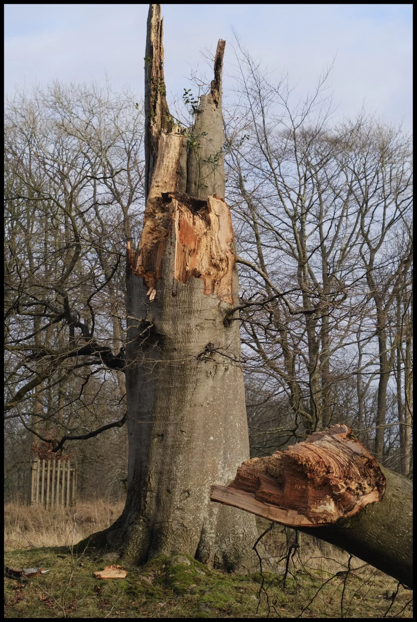  It blows my mind to think of the forces involved to rip a strong-looking tree like this in half. What a storm…  