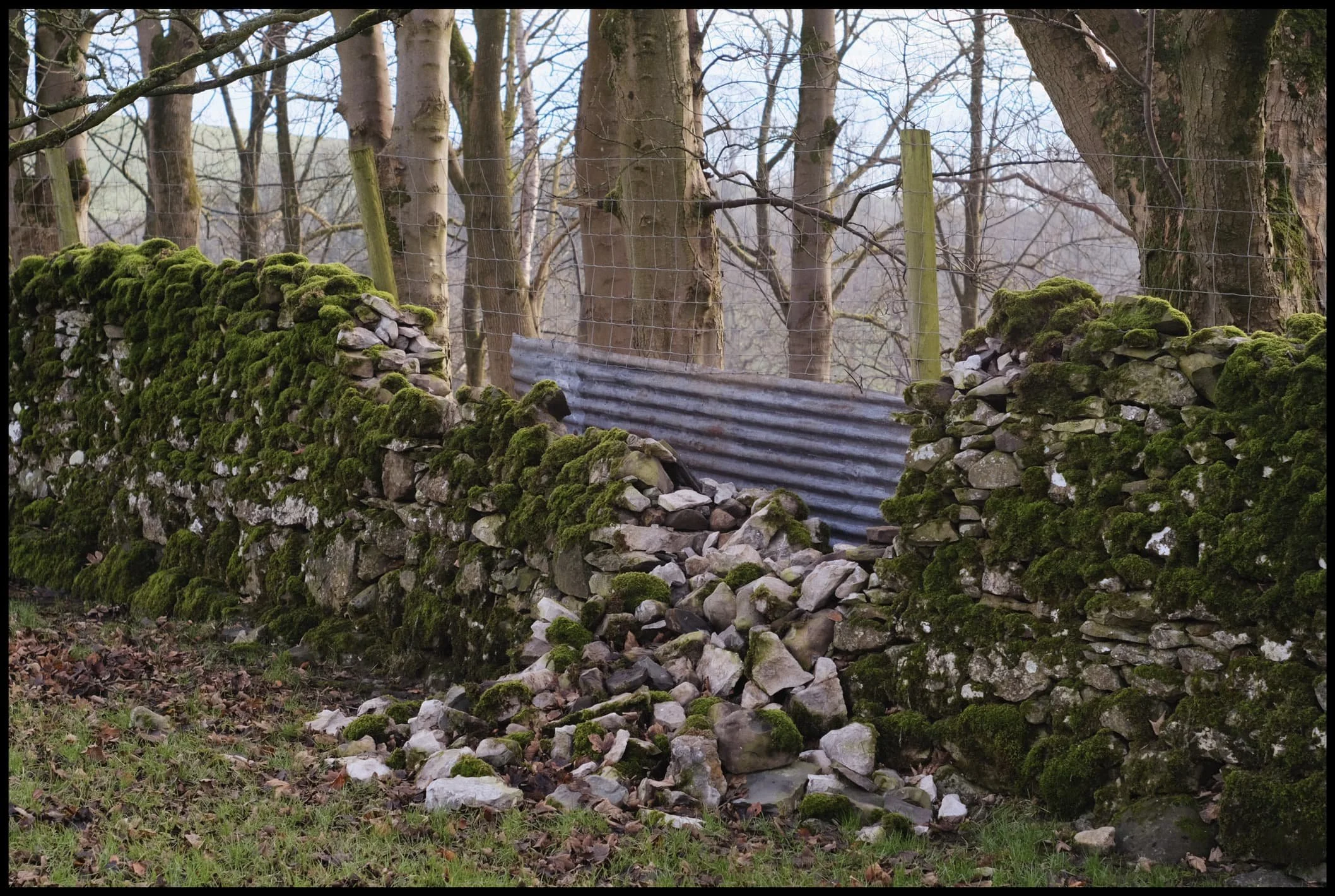  If some of the ancient trees suffered, then the surrounding dry stone walls had no chance. 