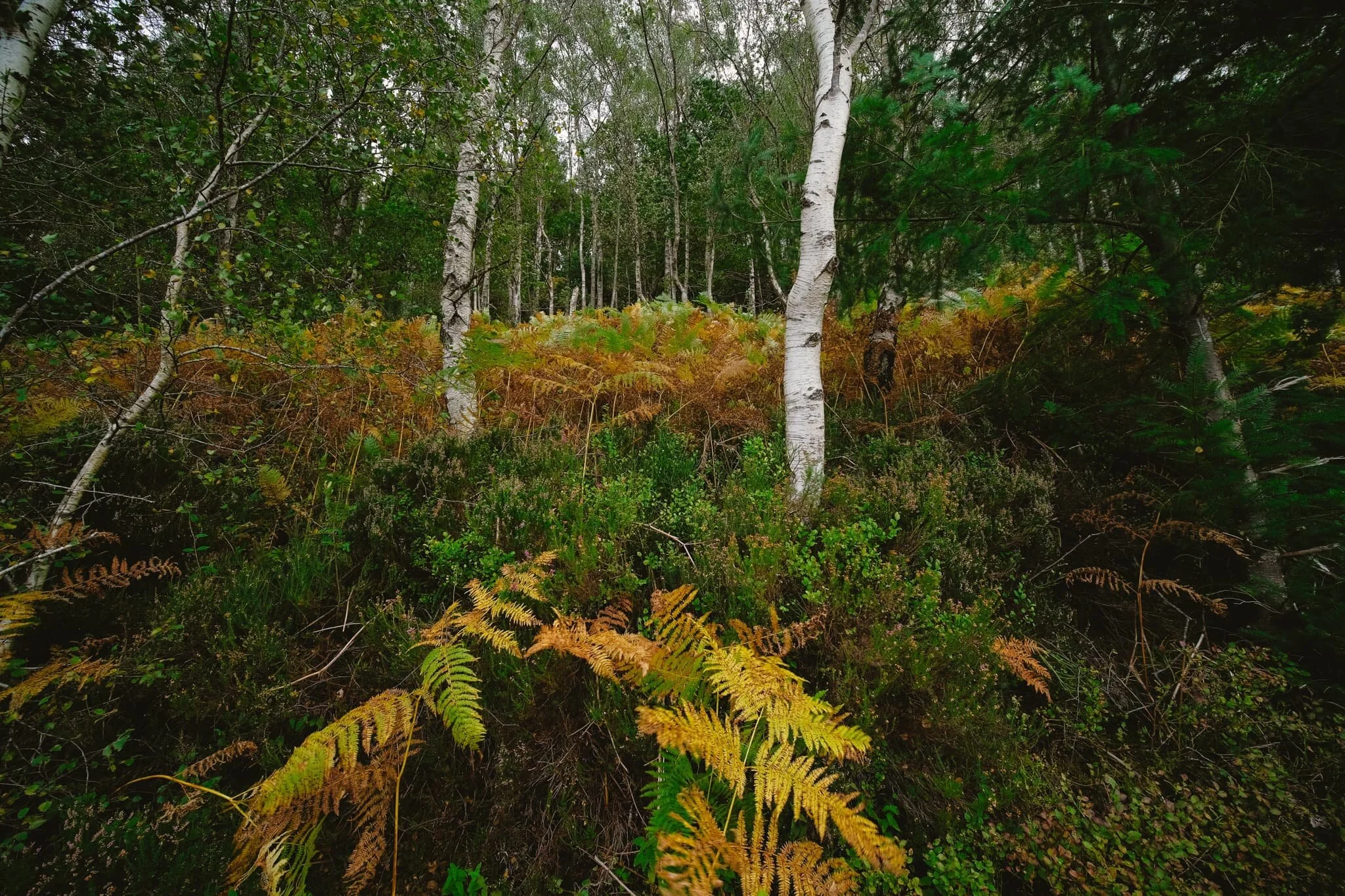  Further along the loch road, silver birch make an appearance as stark paint brush strokes amongst the autumn palette. 