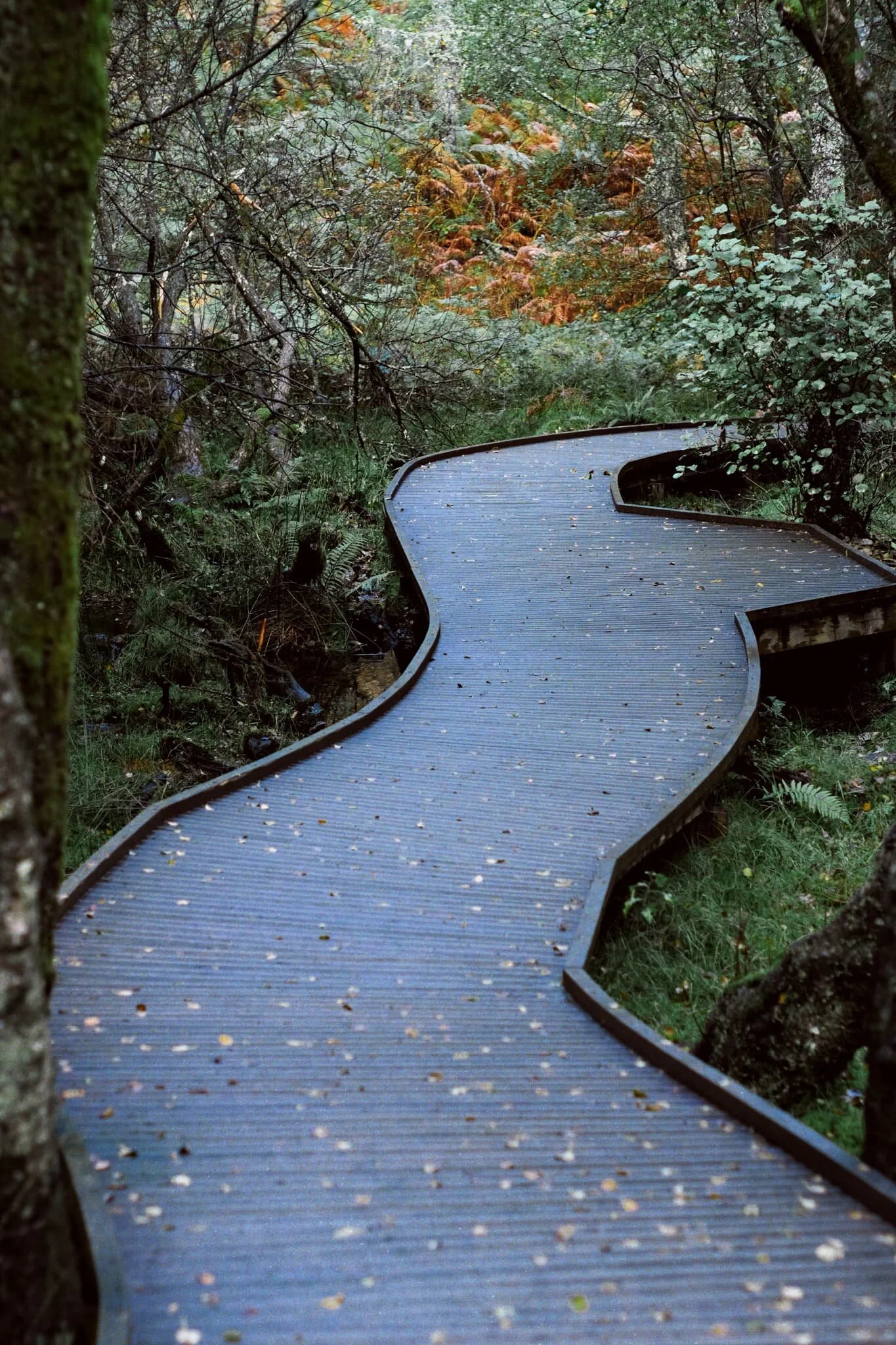 A handy boardwalk across a marshy area guides us towards the sound of rushing water. The waterfall must be near…