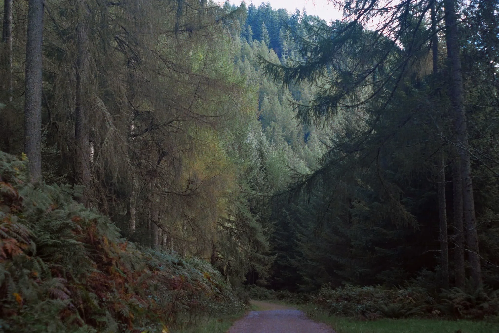After the waterfall we followed the trail up towards Craigmore, seeking a circular route. The light in the forest was being wonderfully cooperative.