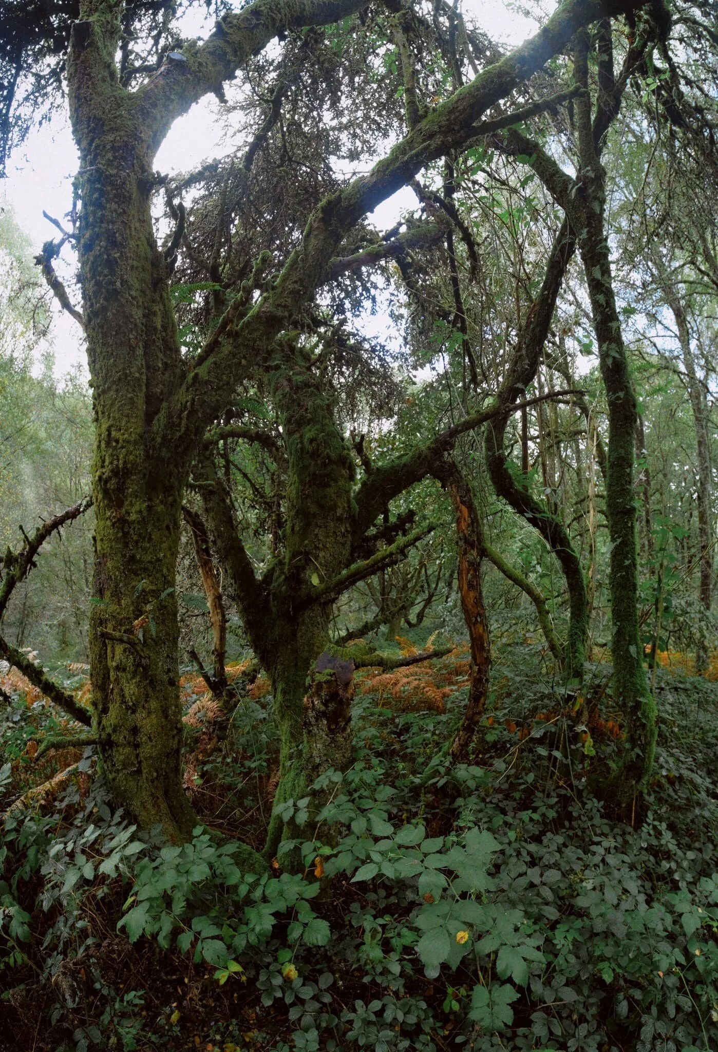 There’s something timeless and eldritch and trees covered in dropping moss. Love it.