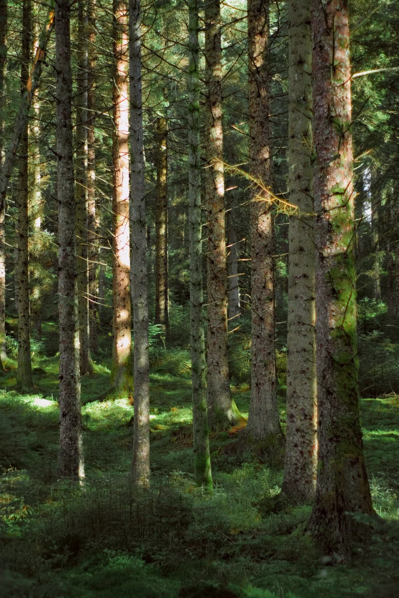 That gorgeous soft forest light.