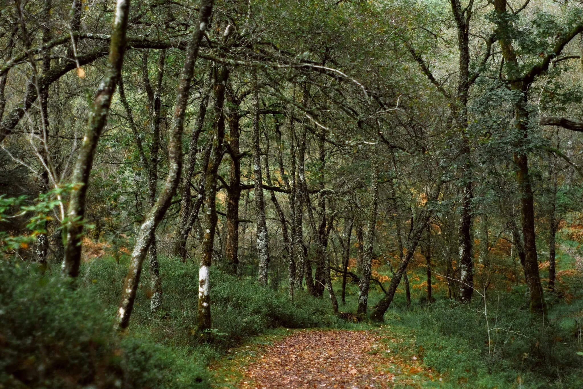 Back into the moss and lichen-covered woods, we follow the roaring sounds of the water.