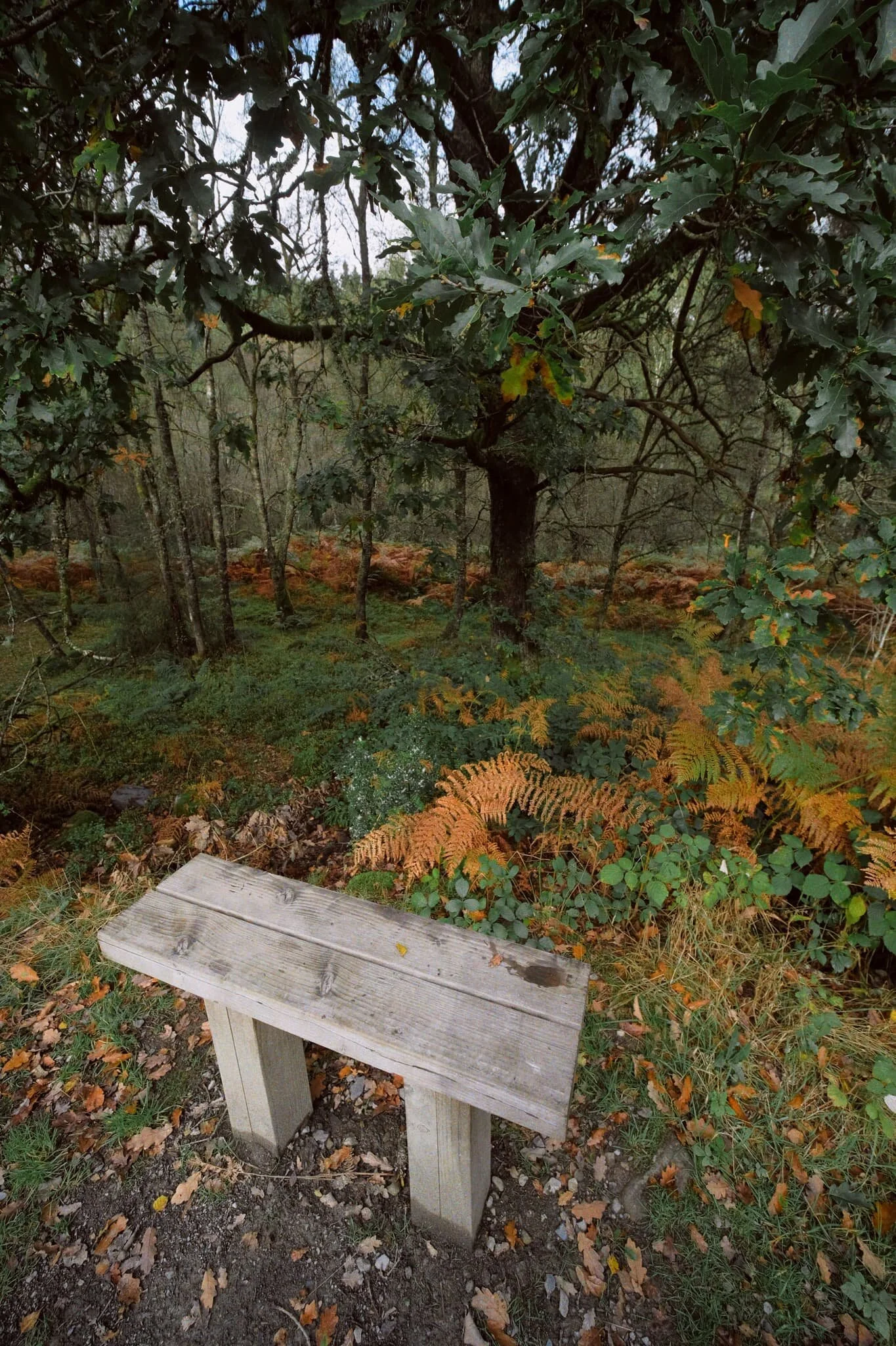 Back down on the trail to the Visitor Centre, I couldn’t resist snapping some more of the gorgeous autumn foliage around us.