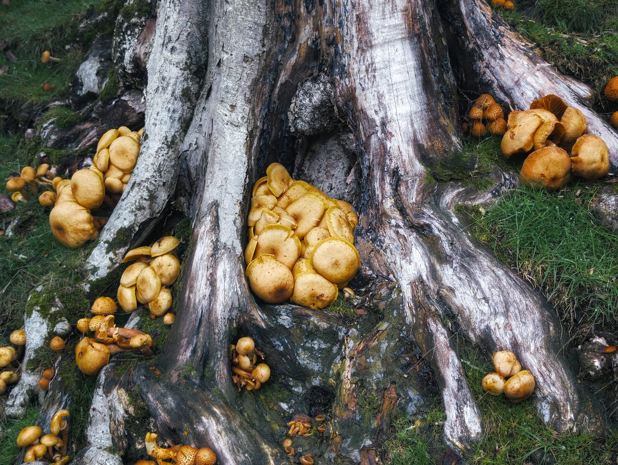  Up the flank of Cow Ridge, above the reservoir, Lisabet and I found a couple of dead trees with these mushrooms growing  everywhere . Wanna guess what the are? 