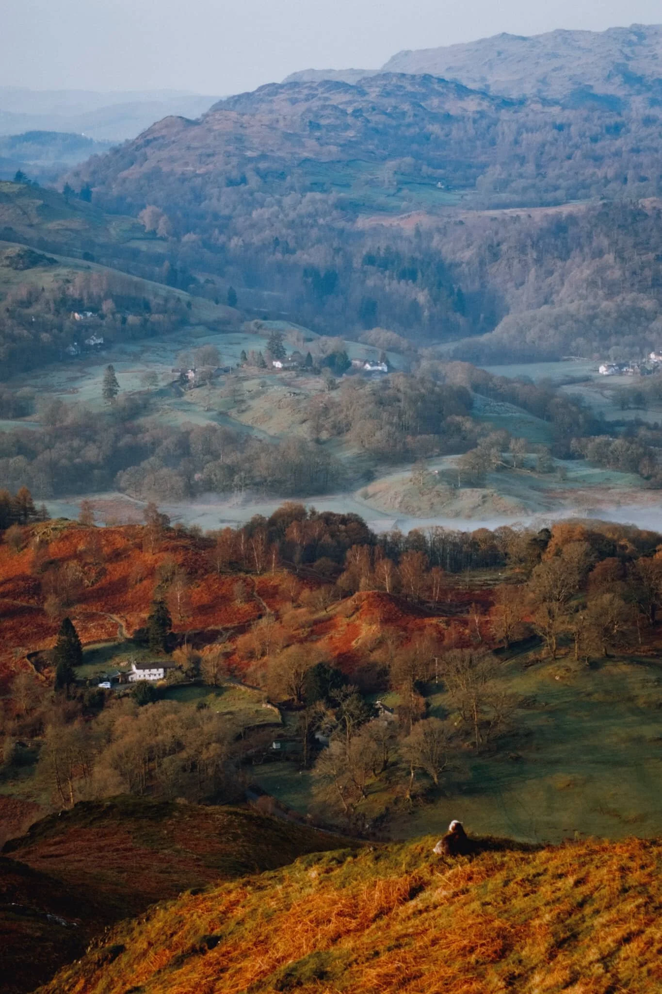  Another Herdwick ewe, lower down the slope. It&rsquo;s a sheep&rsquo;s life in the Lake District. 