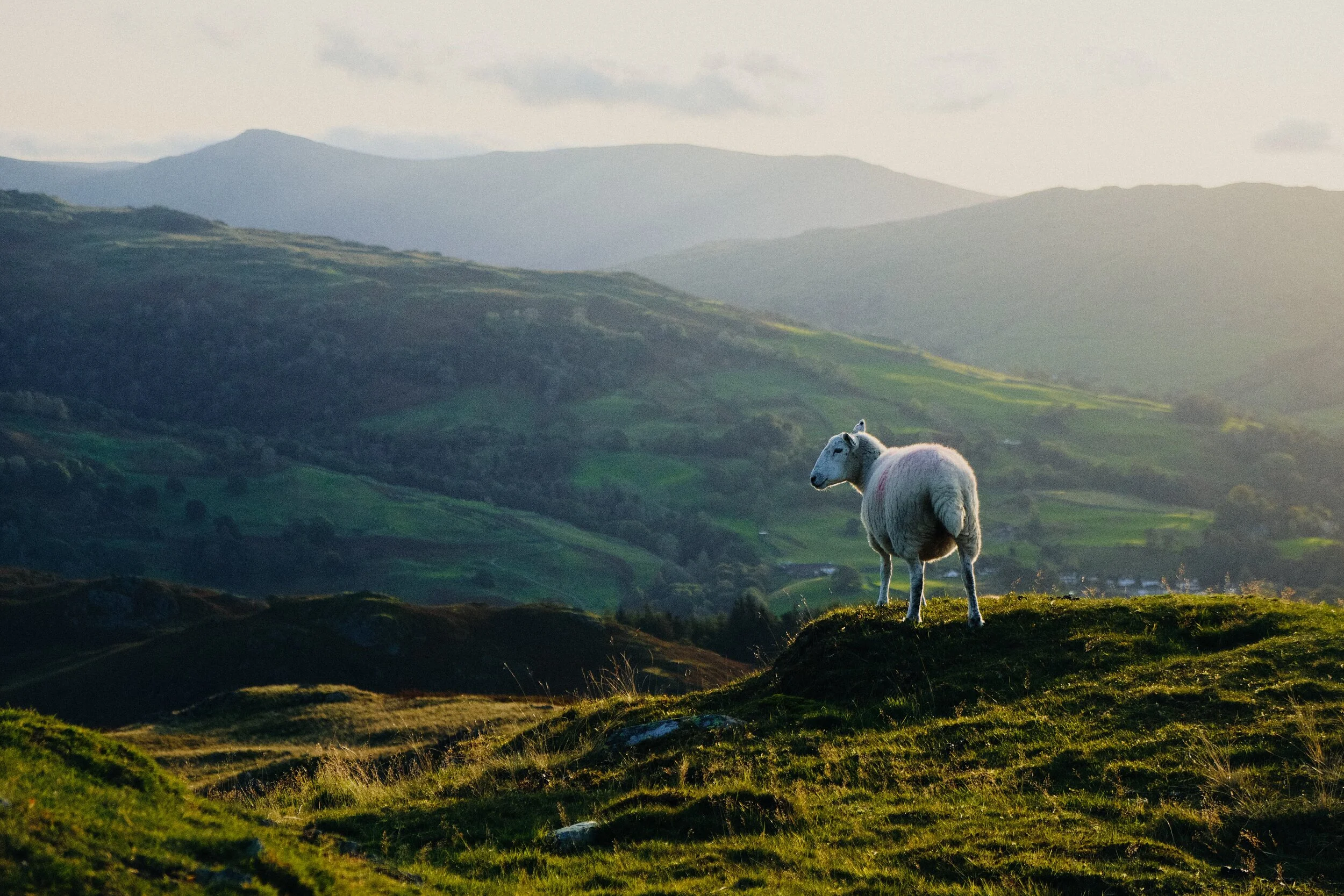  Another ewe enjoys the views from one of Loughrigg&rsquo;s crags. 
