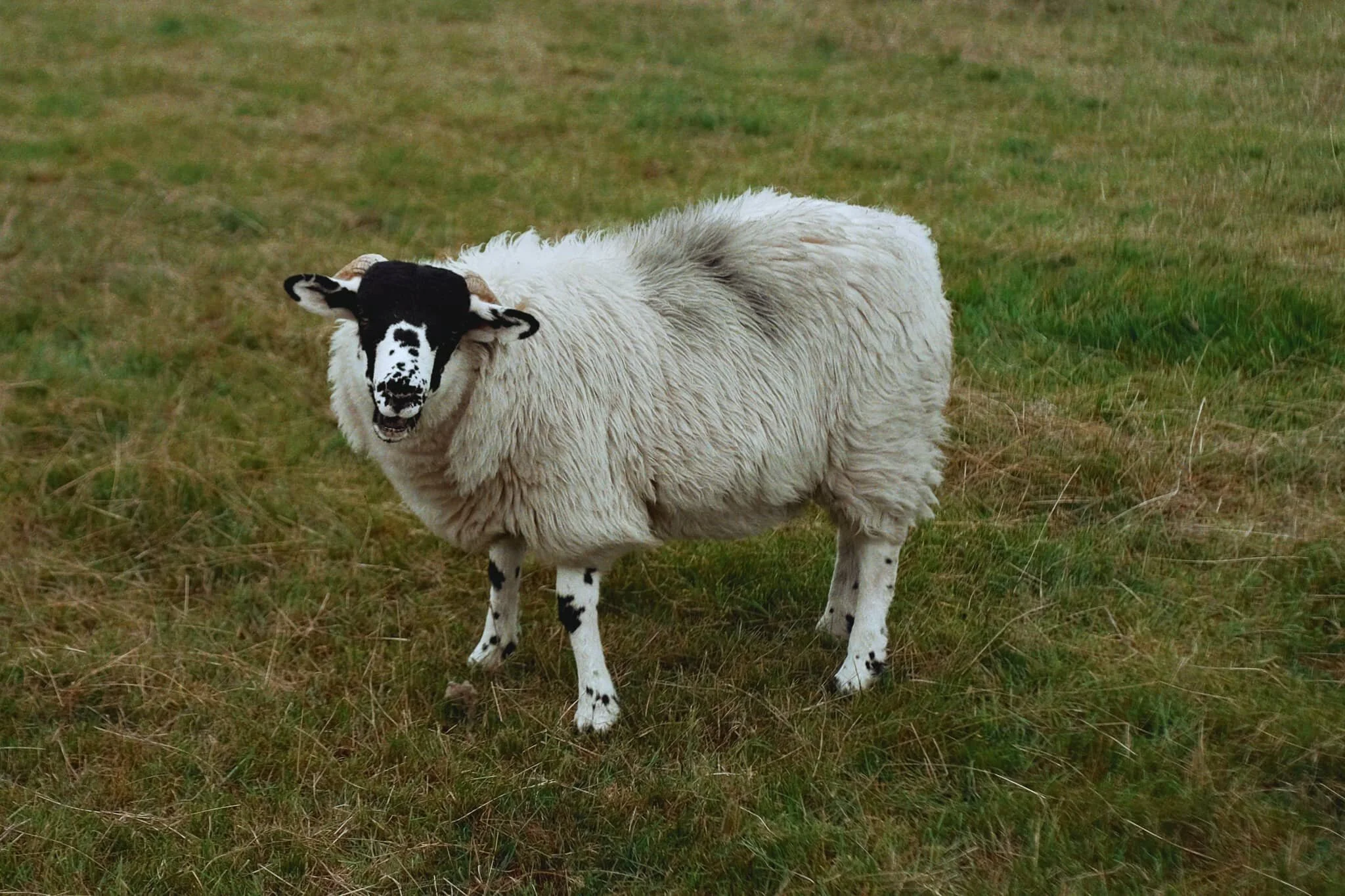 There were quite a lot of Kendal Rough Fell sheep around the area, which I was happy to see. You tend find more Swaledale around here.