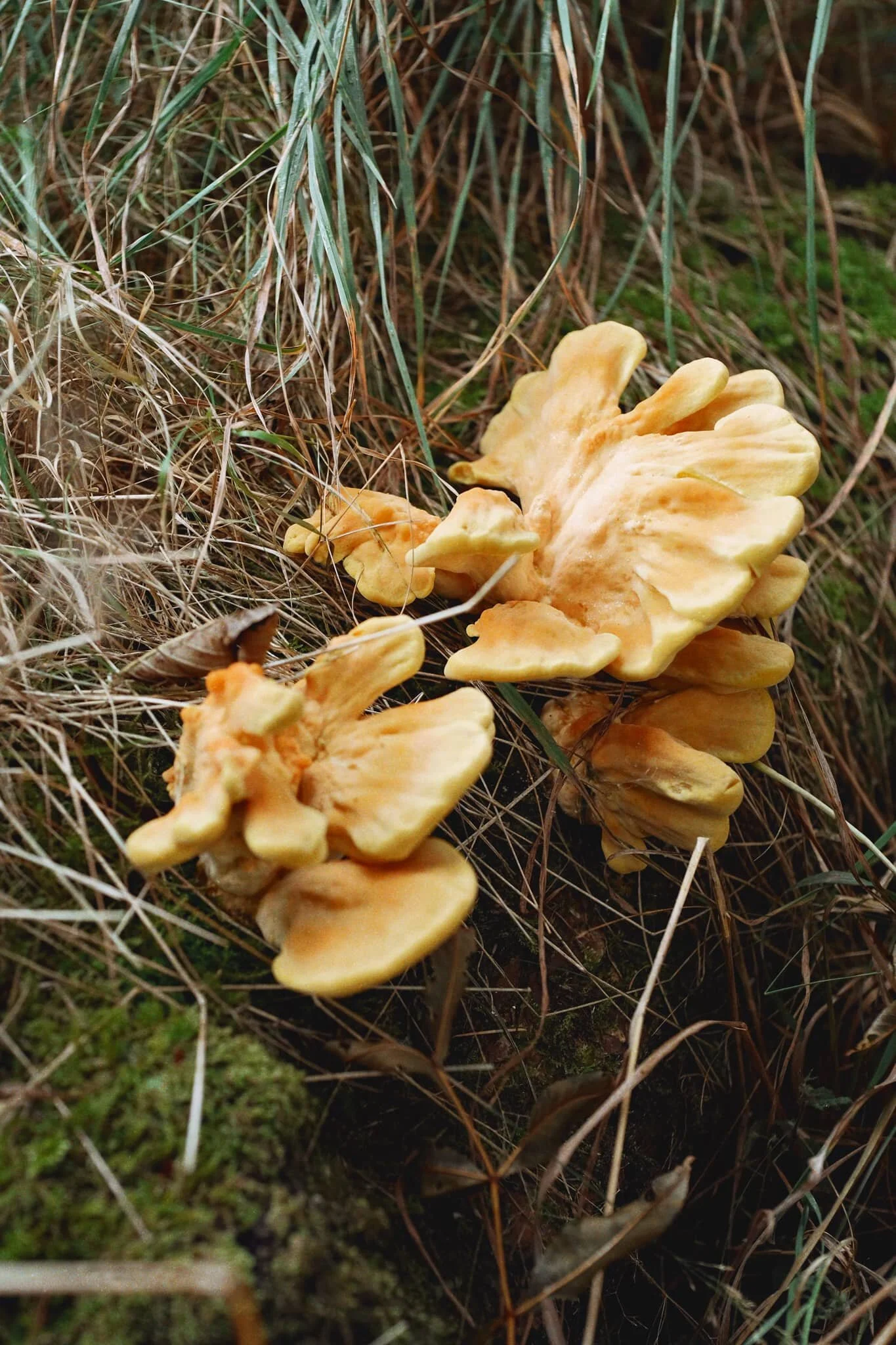 We would’ve like to have spotted more fungi, but we did see what I think is known as “Chicken of the Woods” or—more properly— Laetiporus sulphureus .