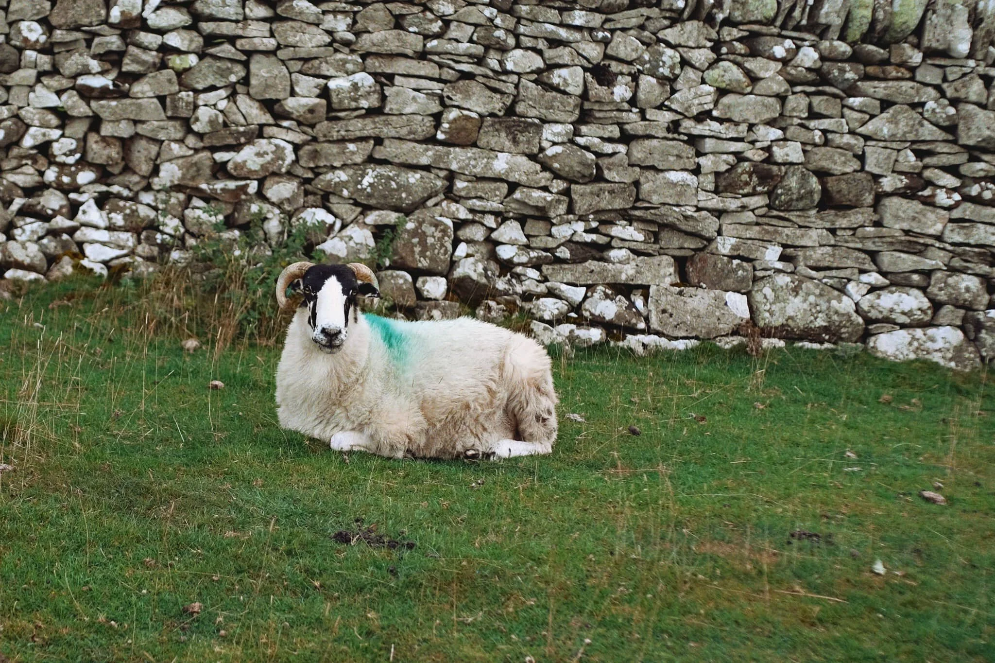 Another Kendal Rough Fell yow, chilling as we made our towards Helton.