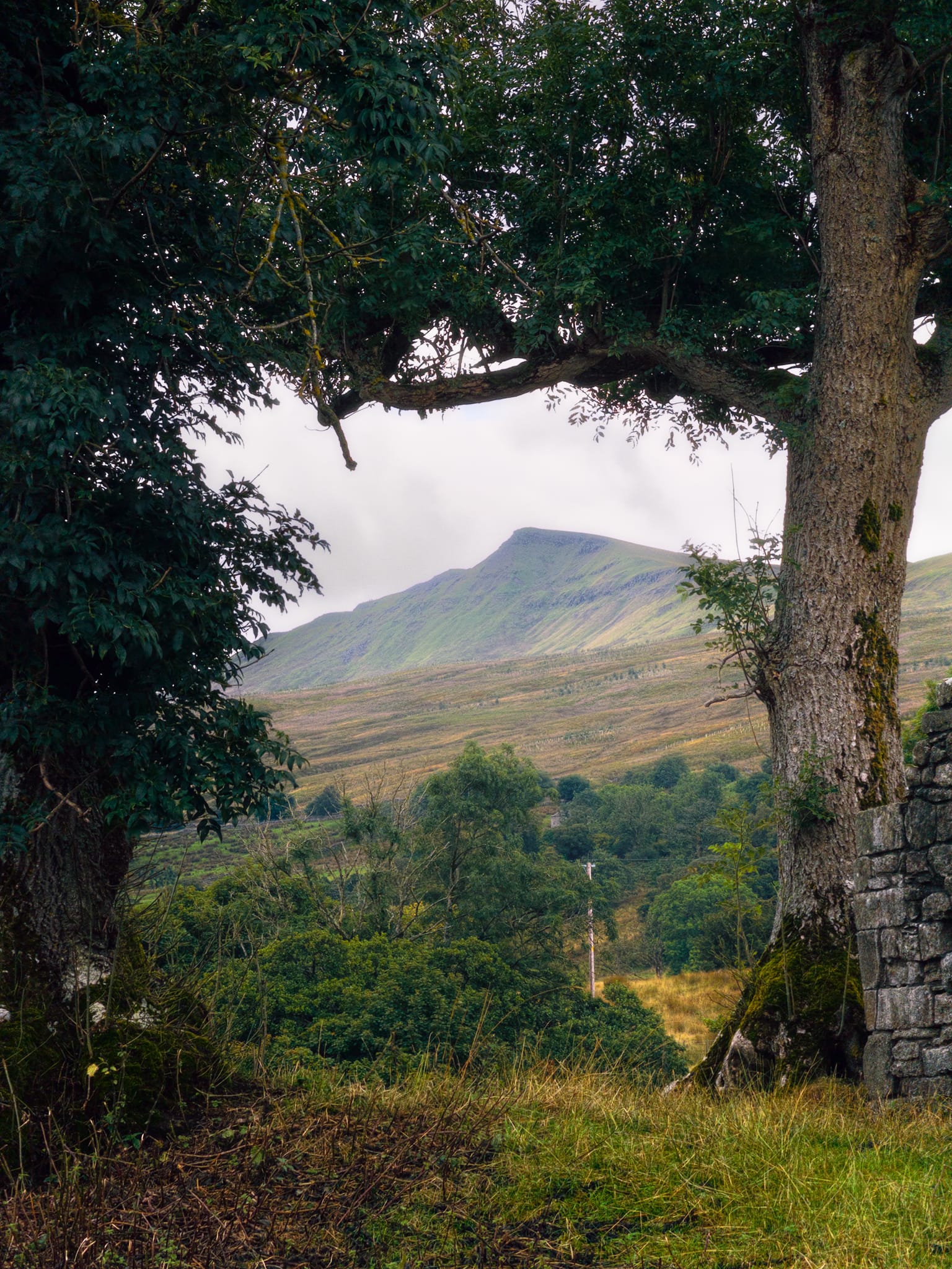 Two trees next to Pendragon Castle offered a lovely frame and view towards Wild Boar&rsquo;s Fell pyramidal shape, as seen north of it.