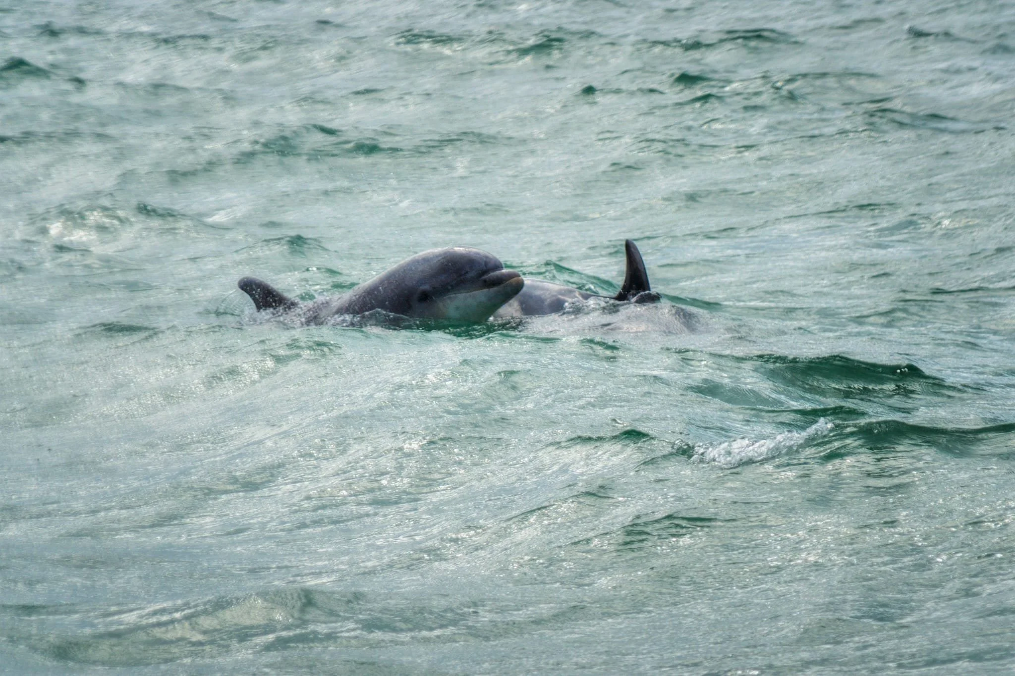 We weren’t going to assume we’d see any dolphins on this dedicated dolphin-spotting boat trip… but we were thankful we did! A pair of bottlenose dolphins gave us a couple of glimpses near the boat before heading further out to sea.