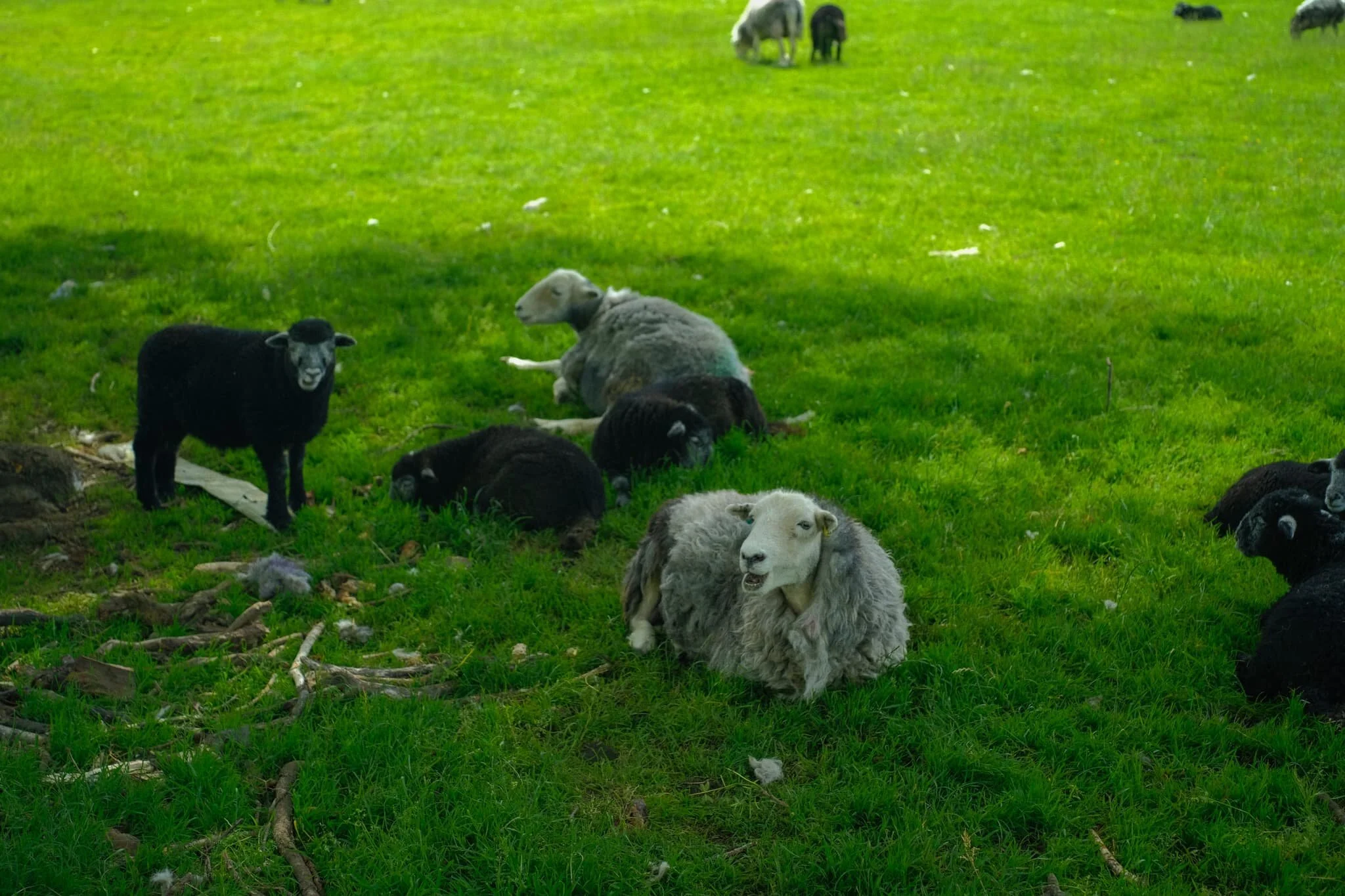  Hot Herdwick ewes and their lamb find shade wherever they can. They&rsquo;re about ready for clipping (shearing) I reckon. 