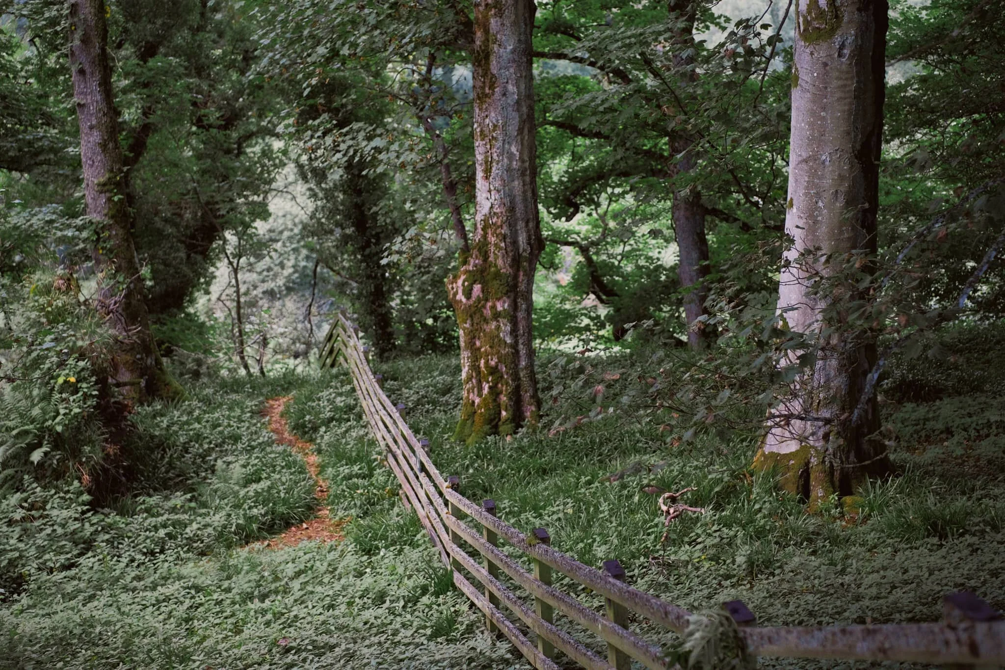 The woodland above the Tees is still lush.