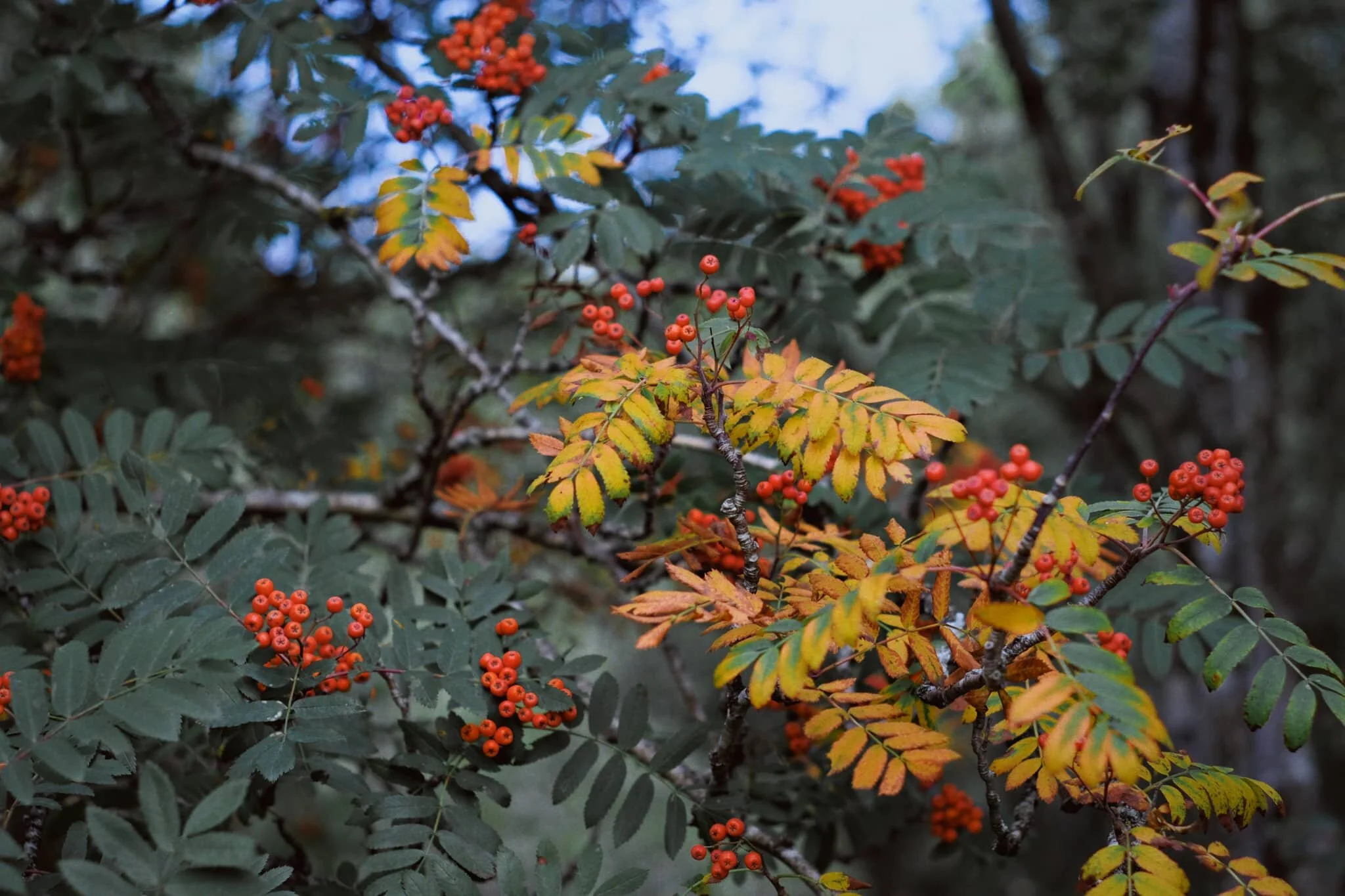 Love all the signs of autumn starting to appear.