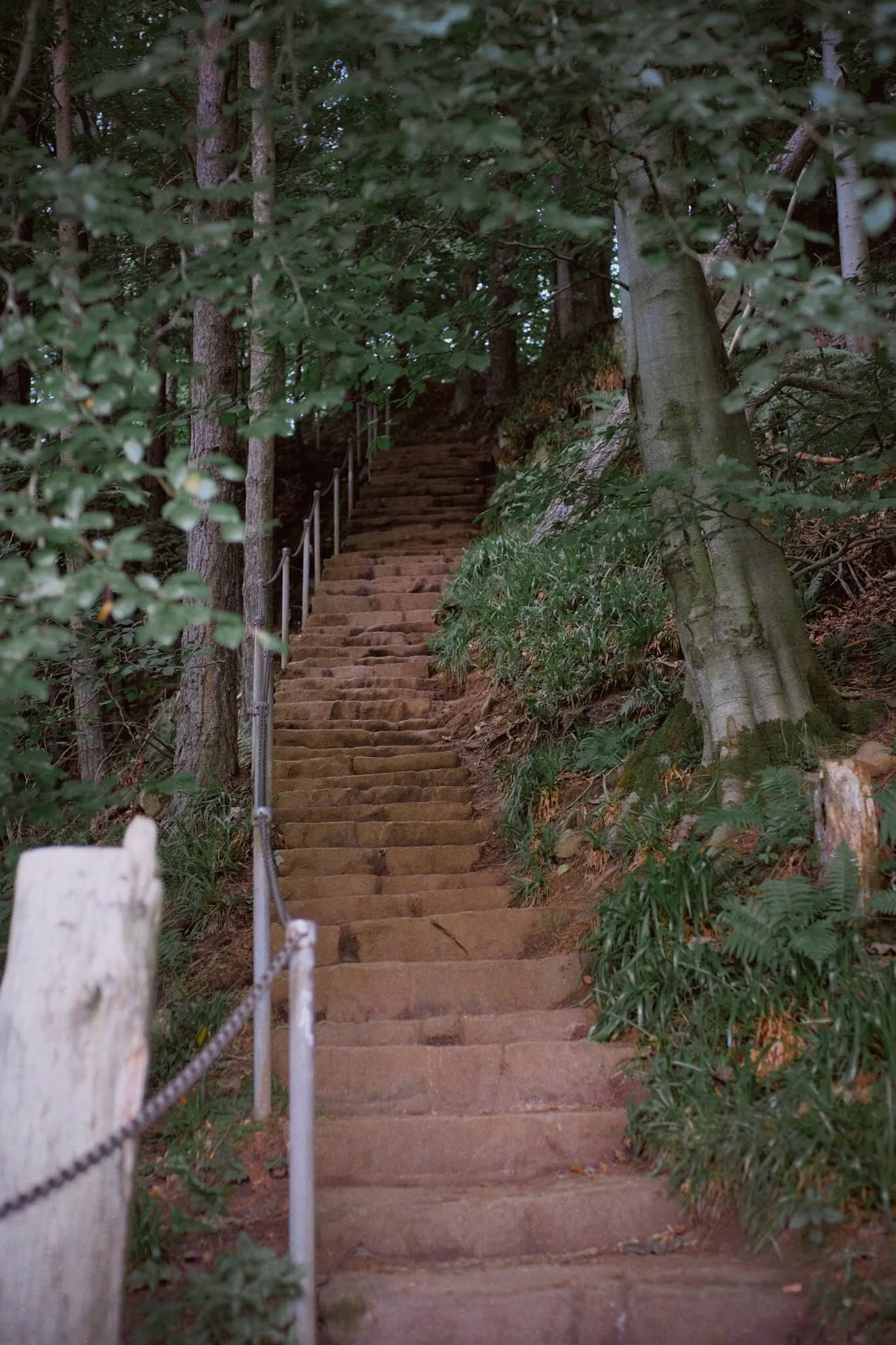 After trekking the Pennine Way along the southern side of the River Tees, we crossed another old footbridge and took these steep steps up towards the road. A visit to High Force beckoned us.