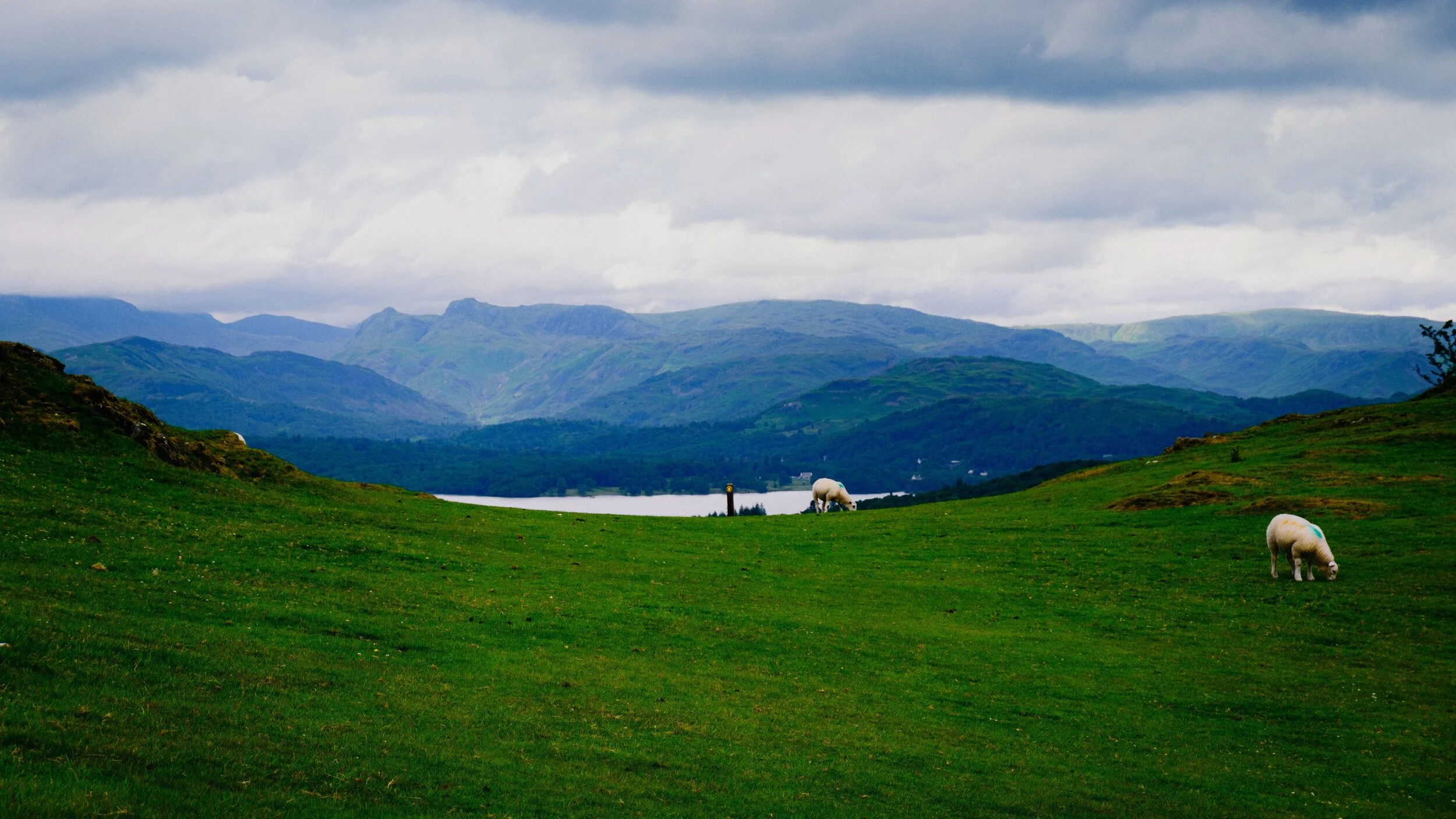  Coming down and around the shoulder of Orrest Head, this spring&rsquo;s lambs peacefully grazing, and the gorgeous Langdale Pikes in the distance. 