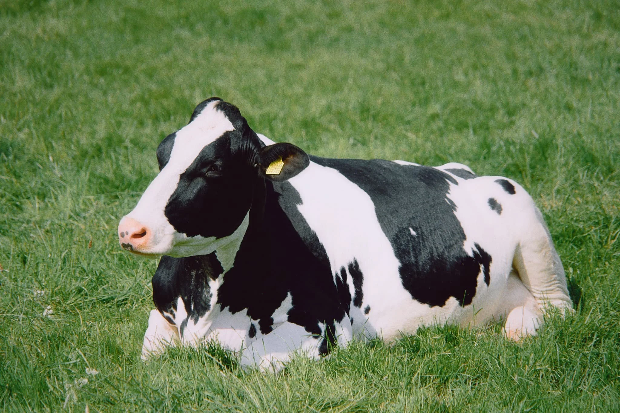 A beautiful Holstein Friesian lady, basking in the glorious sunshine.