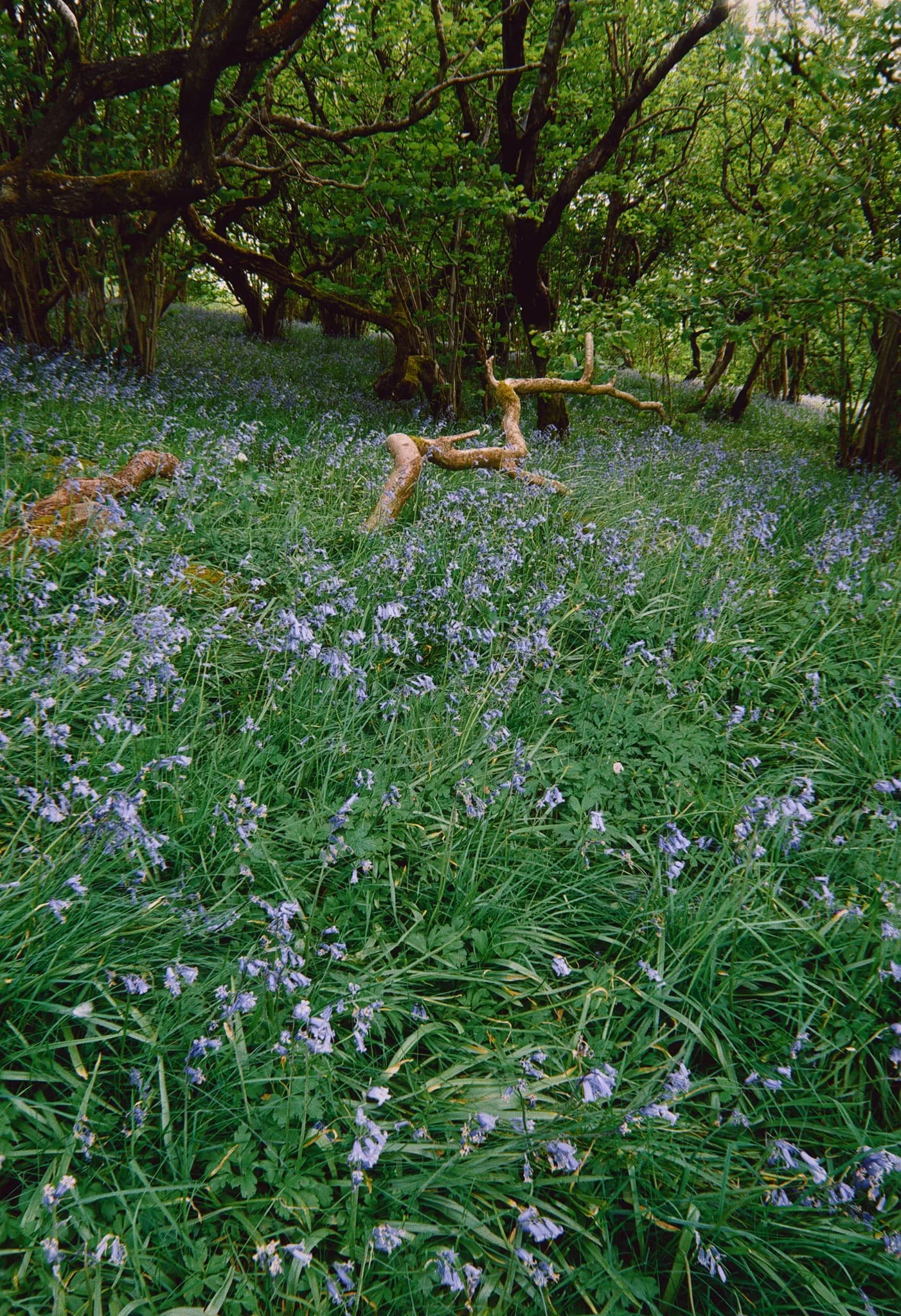 Soon enough we began the short and sharp ascent off Wood Lane and into Oxenber Wood. Bluebells everywhere .