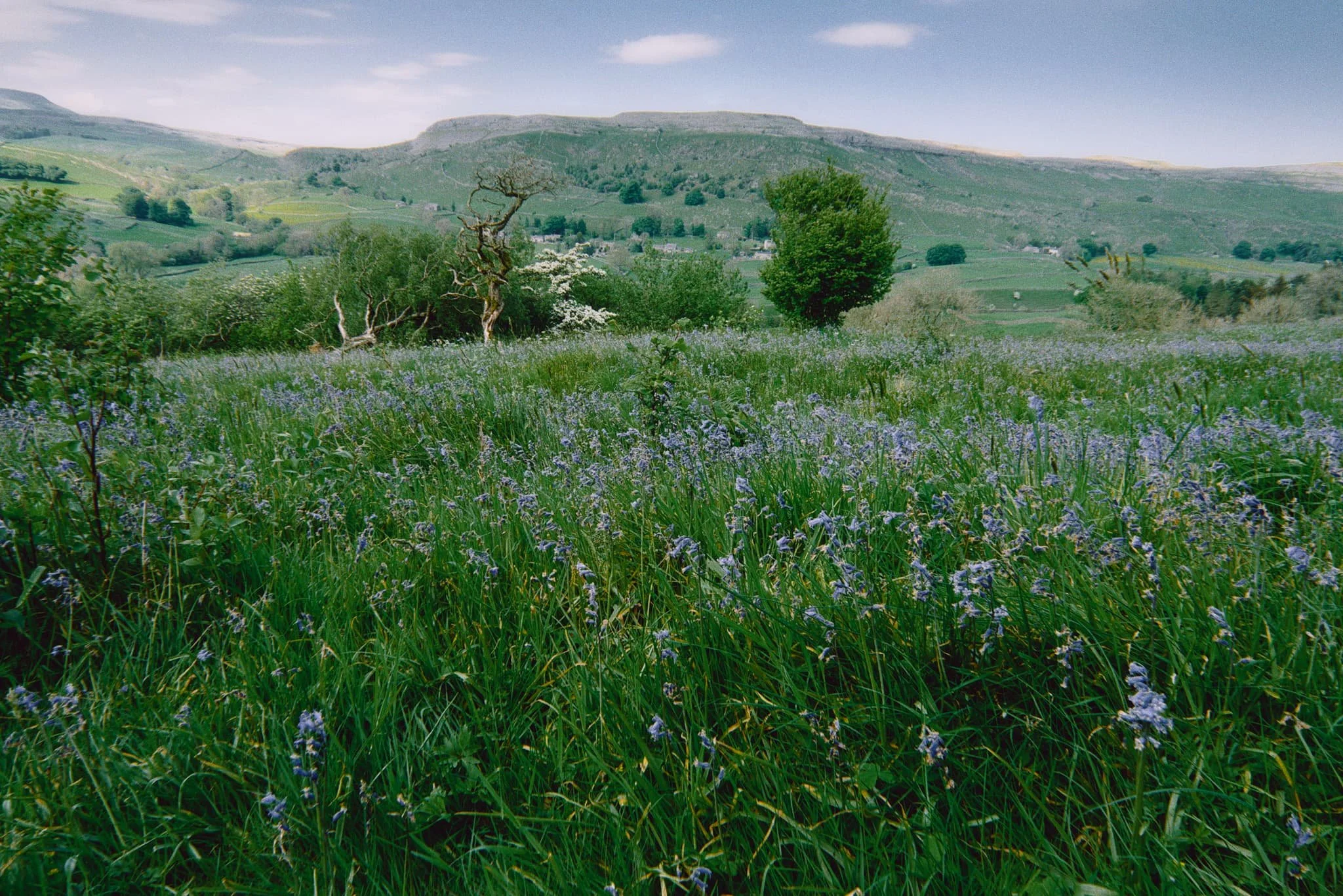 Open areas of former pasture meant acres of bluebells, out in the open, enjoying views towards the likes of Moughton Scar and Ingleborough.